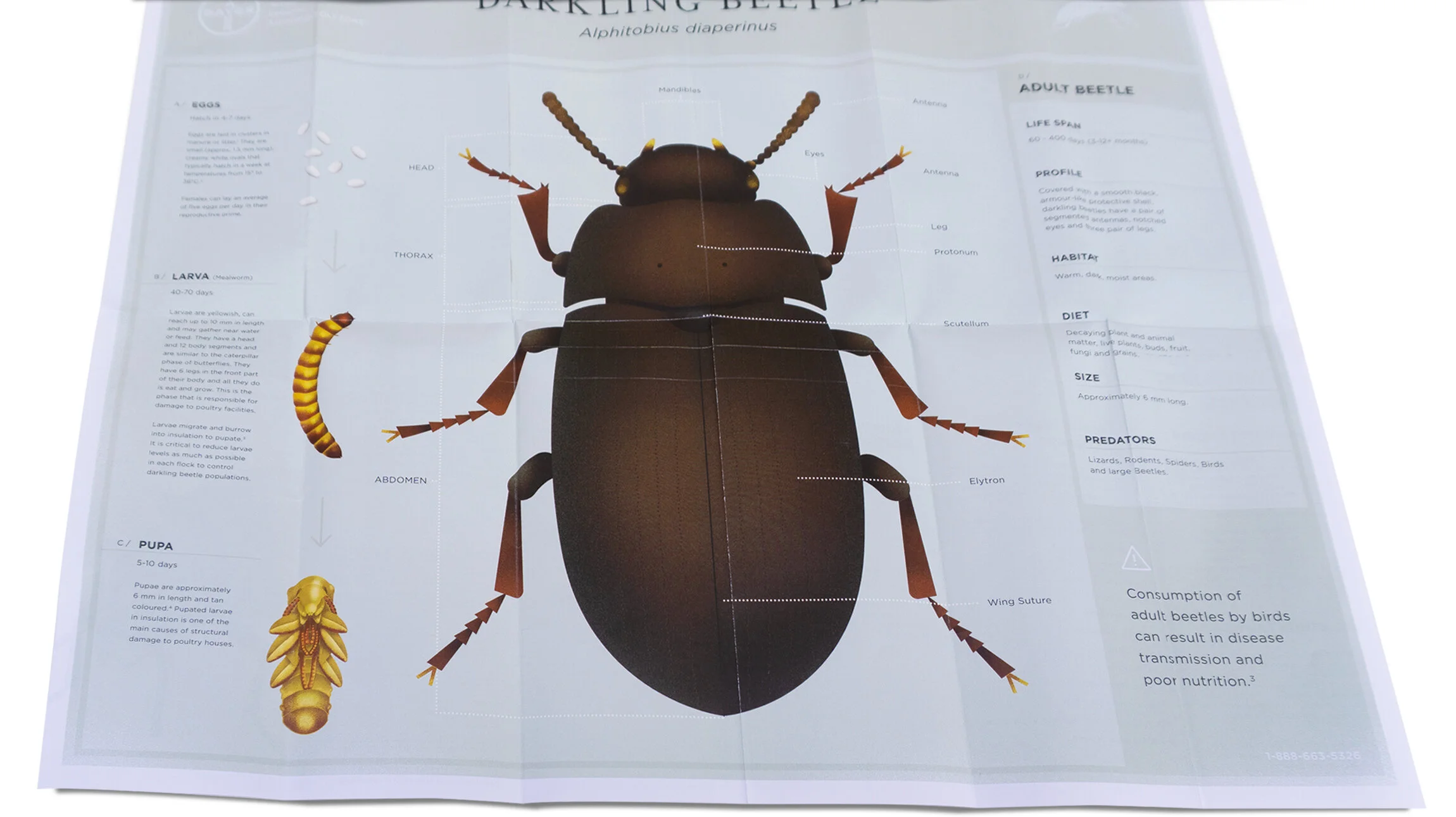 DarklingBeetle-Portfolio-4Bottom.jpg