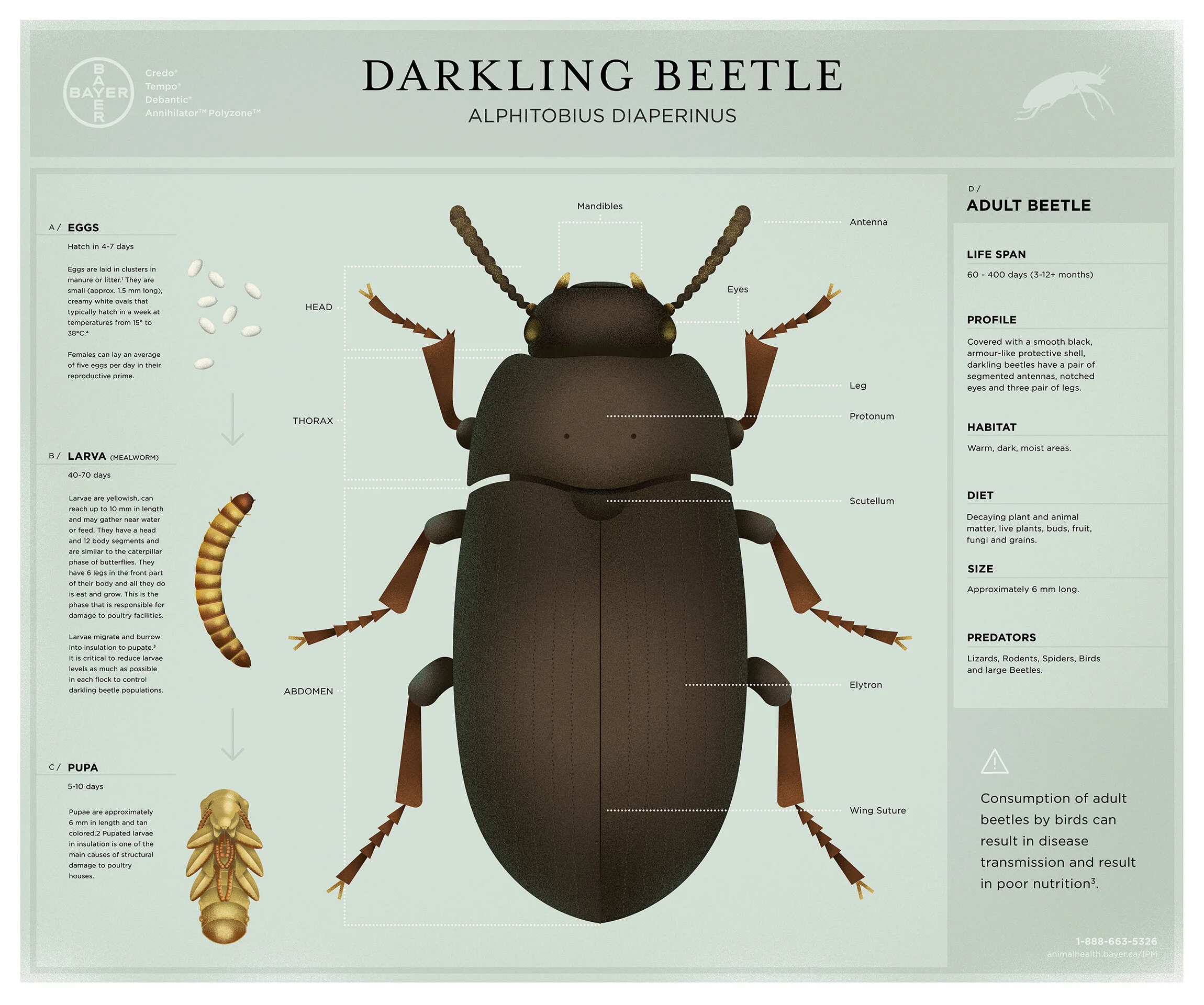 DarklingBeetle-Portfolio-Poster.jpg