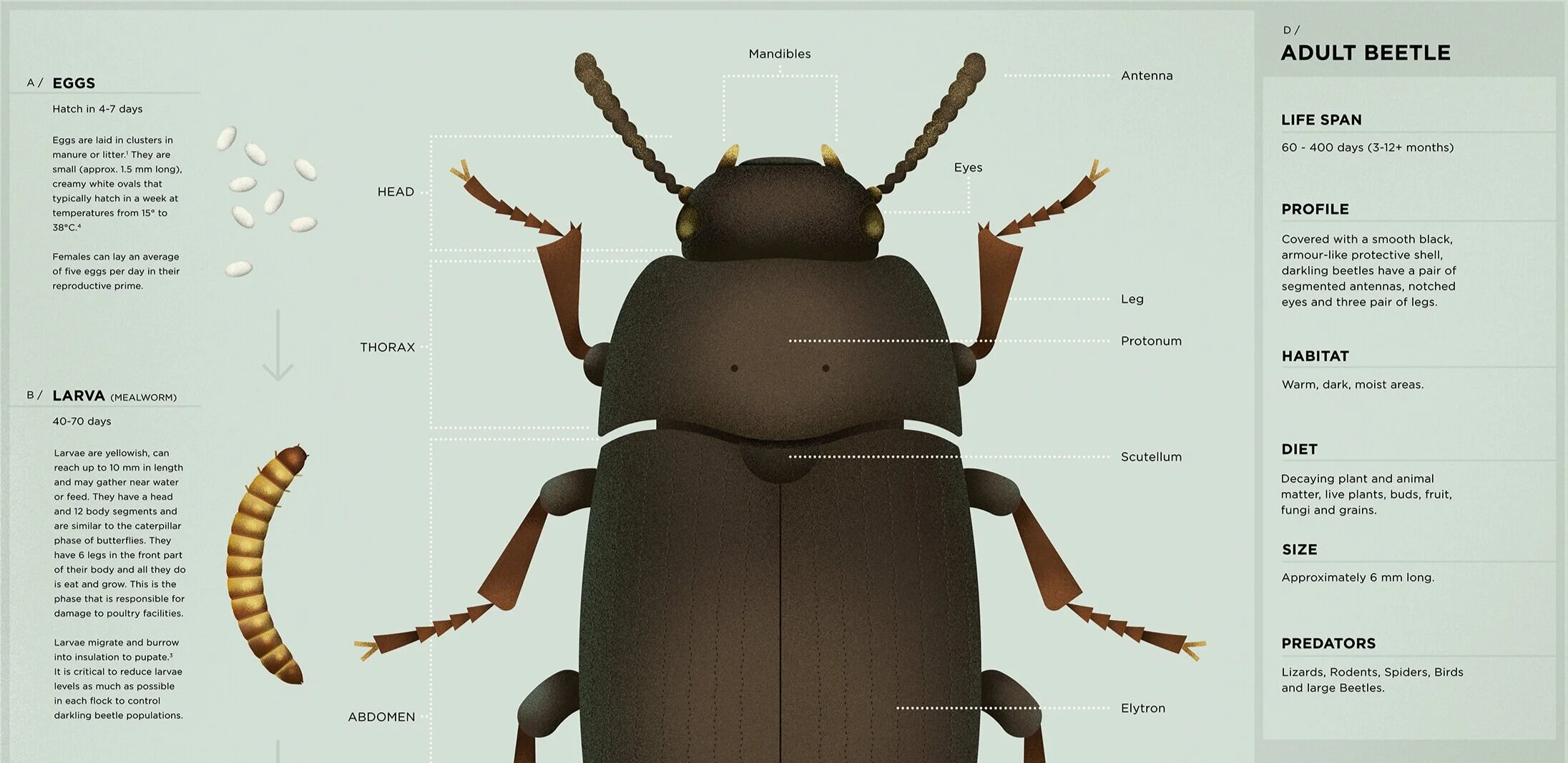 DarklingBeetle-Portfolio-Poster.jpg
