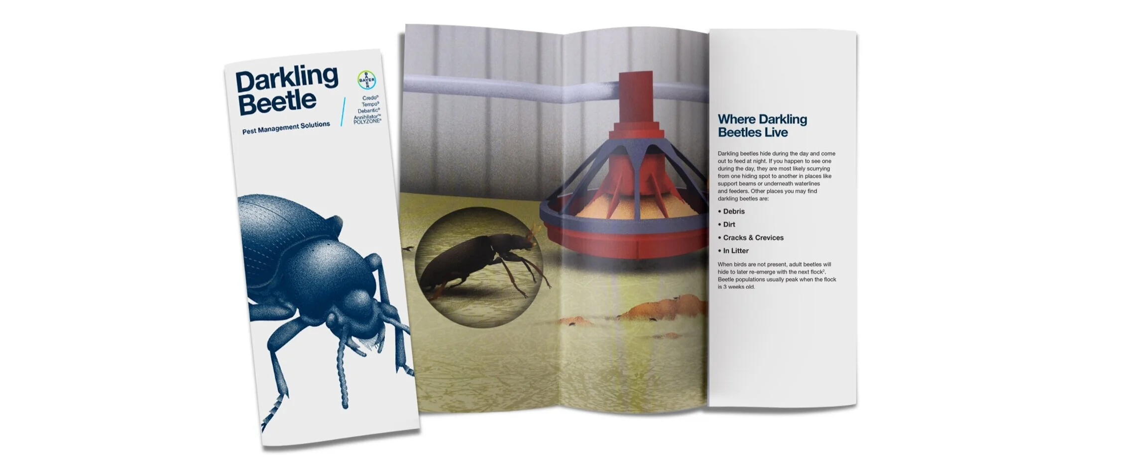 DarklingBeetle-Portfolio-1.jpg