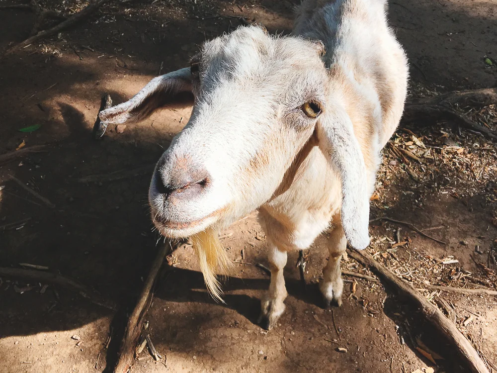 Goat.jpg