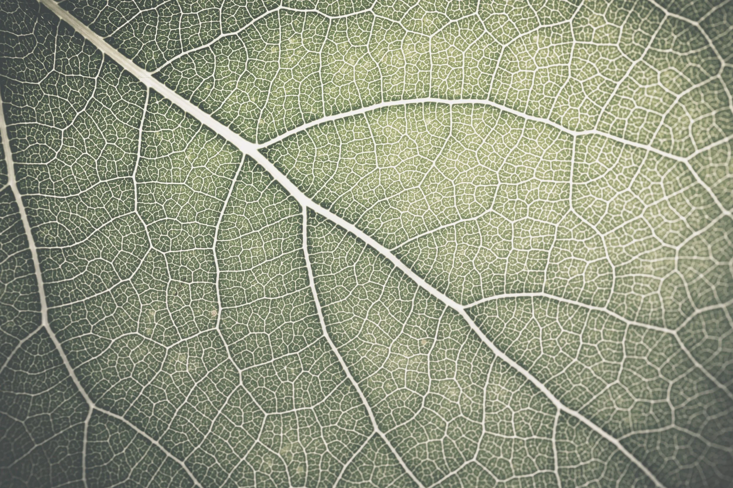 LEAF-VEINS-DUSTYGREEN.jpg