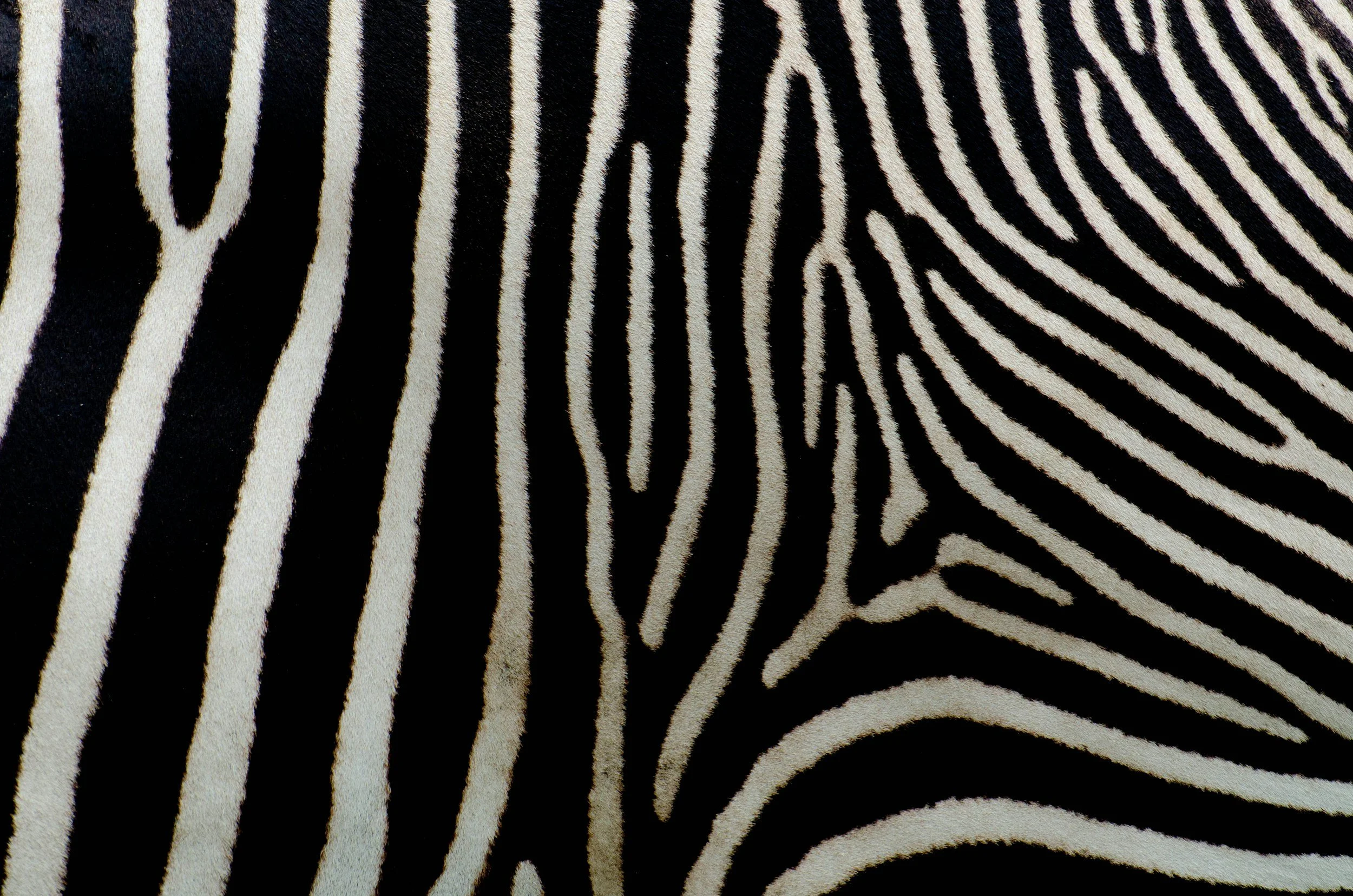 403 Zebra