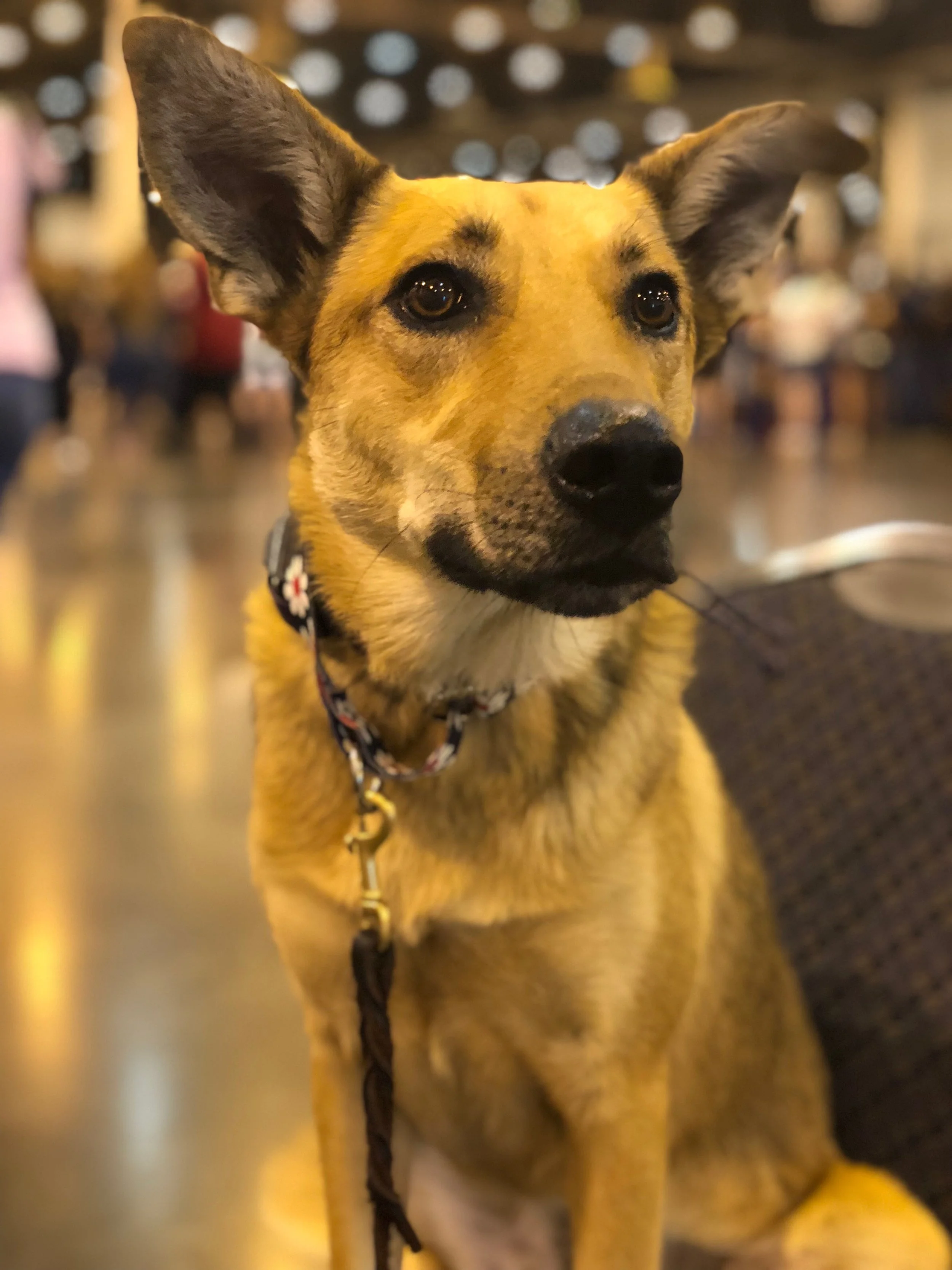 dog training georgetown