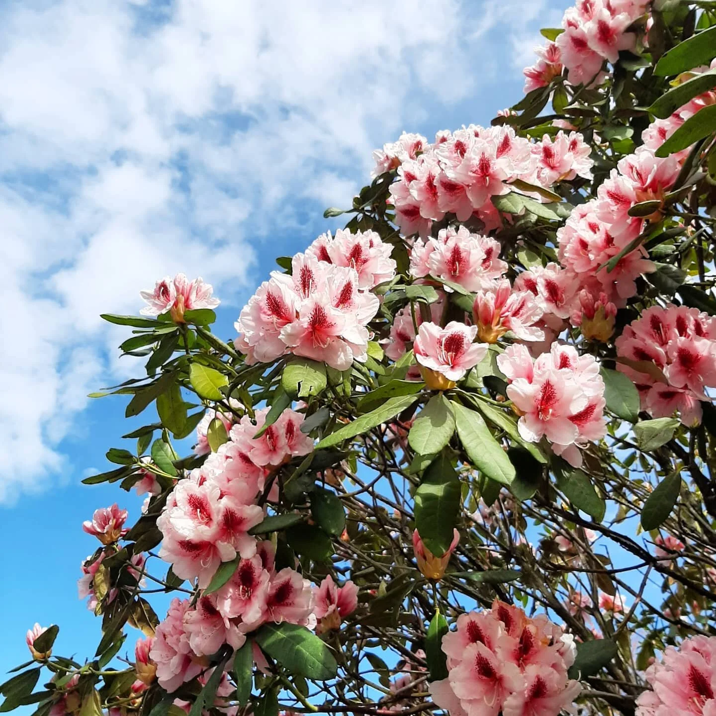 So many beautiful flowers out at the moment.. spotted these stunning Rhodos out running today along with plenty of Dogwoods, Lilacs, Snowball Viburnums and Azaleas all in full flower ❤
