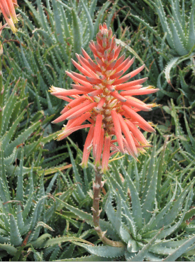 Aloe Humilis