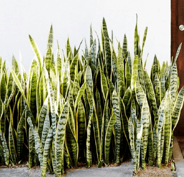 Sansevieria