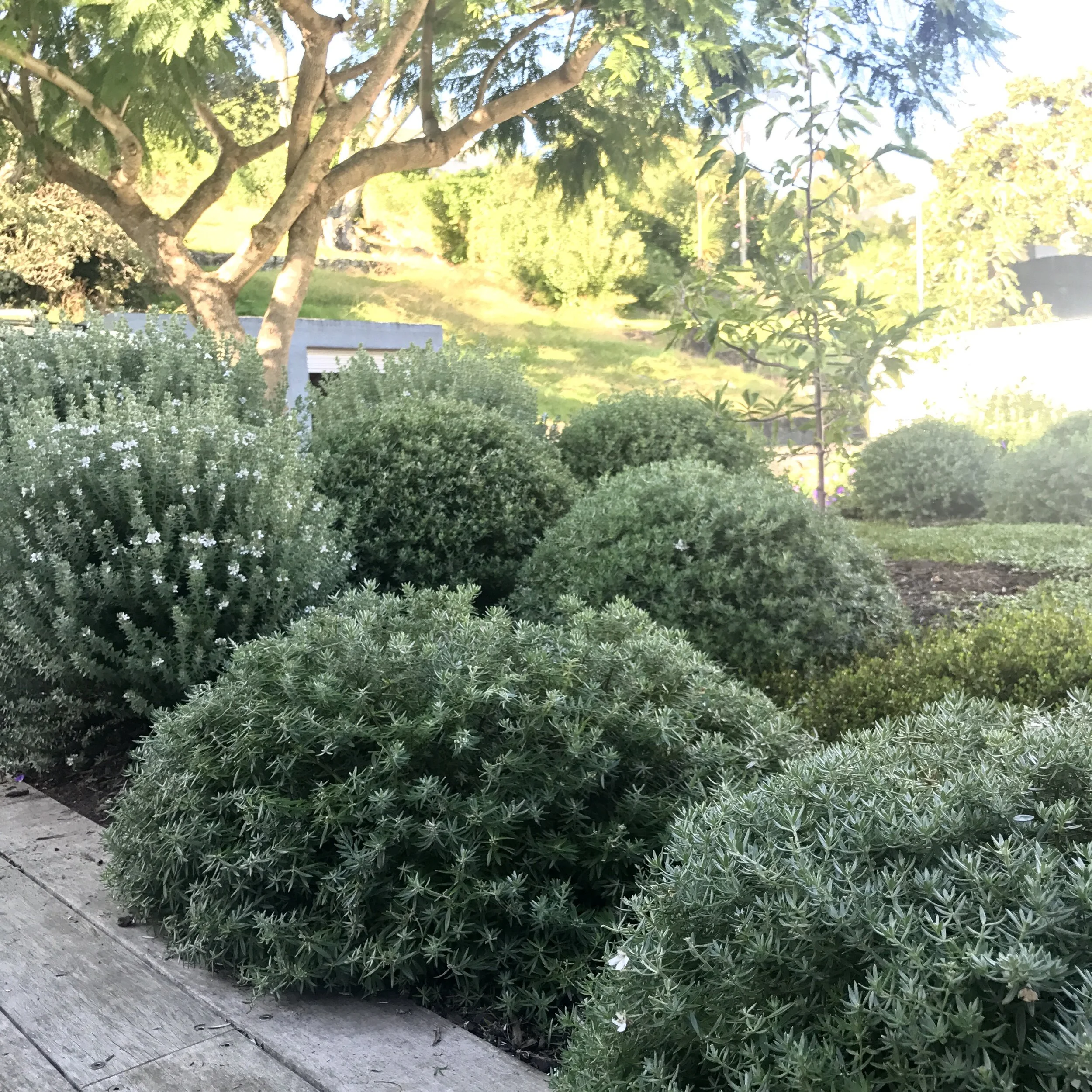 westringia balls.jpg