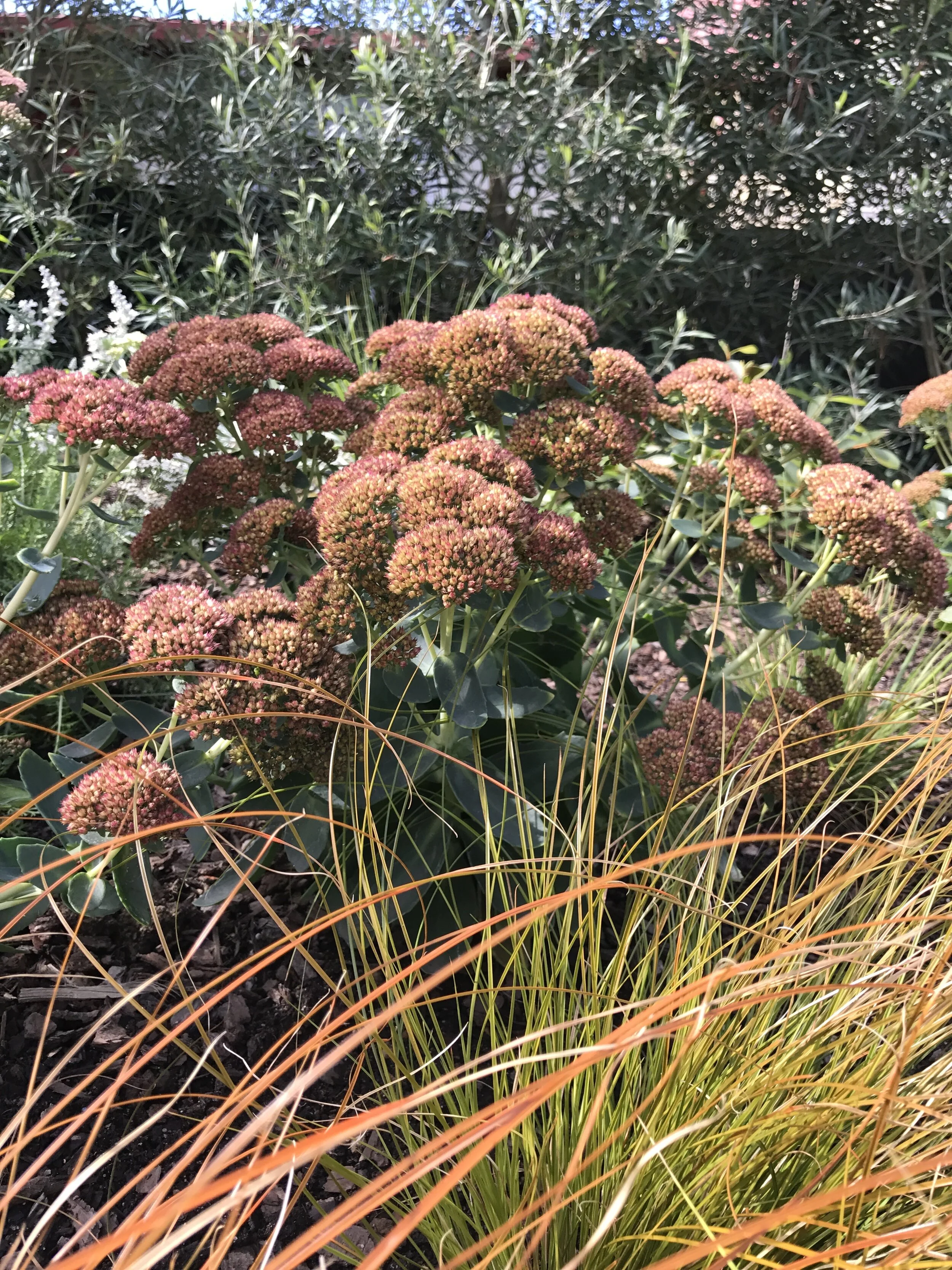 Sedum and carexJPG.JPG
