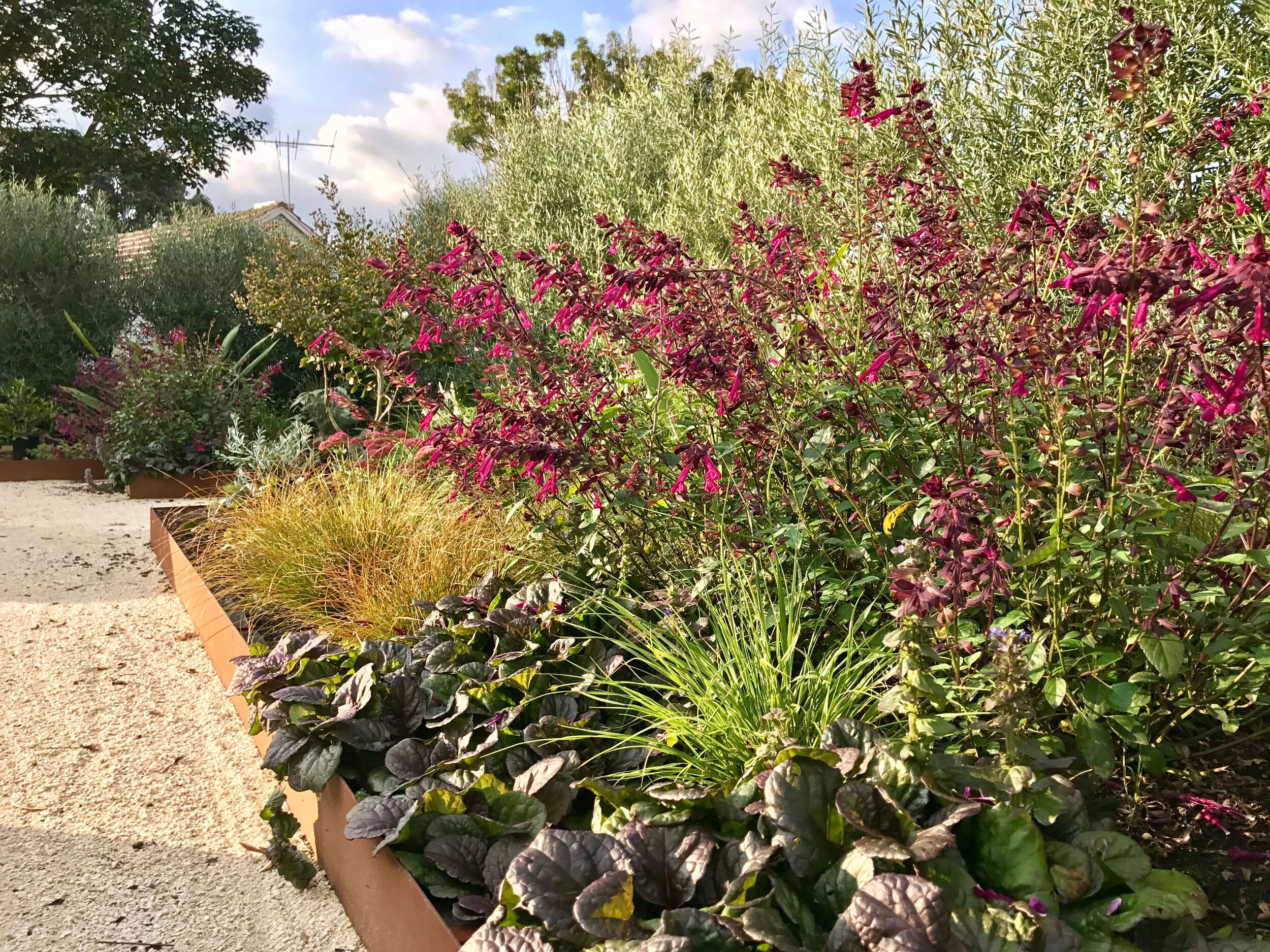 Orakei new perennial garden rich in biodiversity.