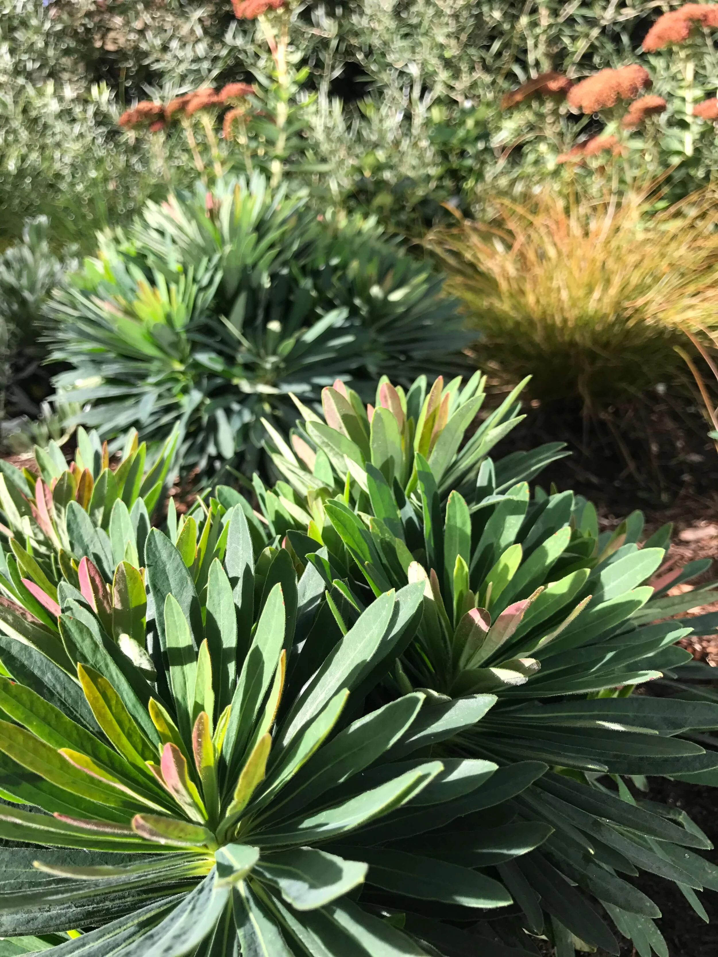 Euphorbia 'Jade Dragon'JPG.JPG