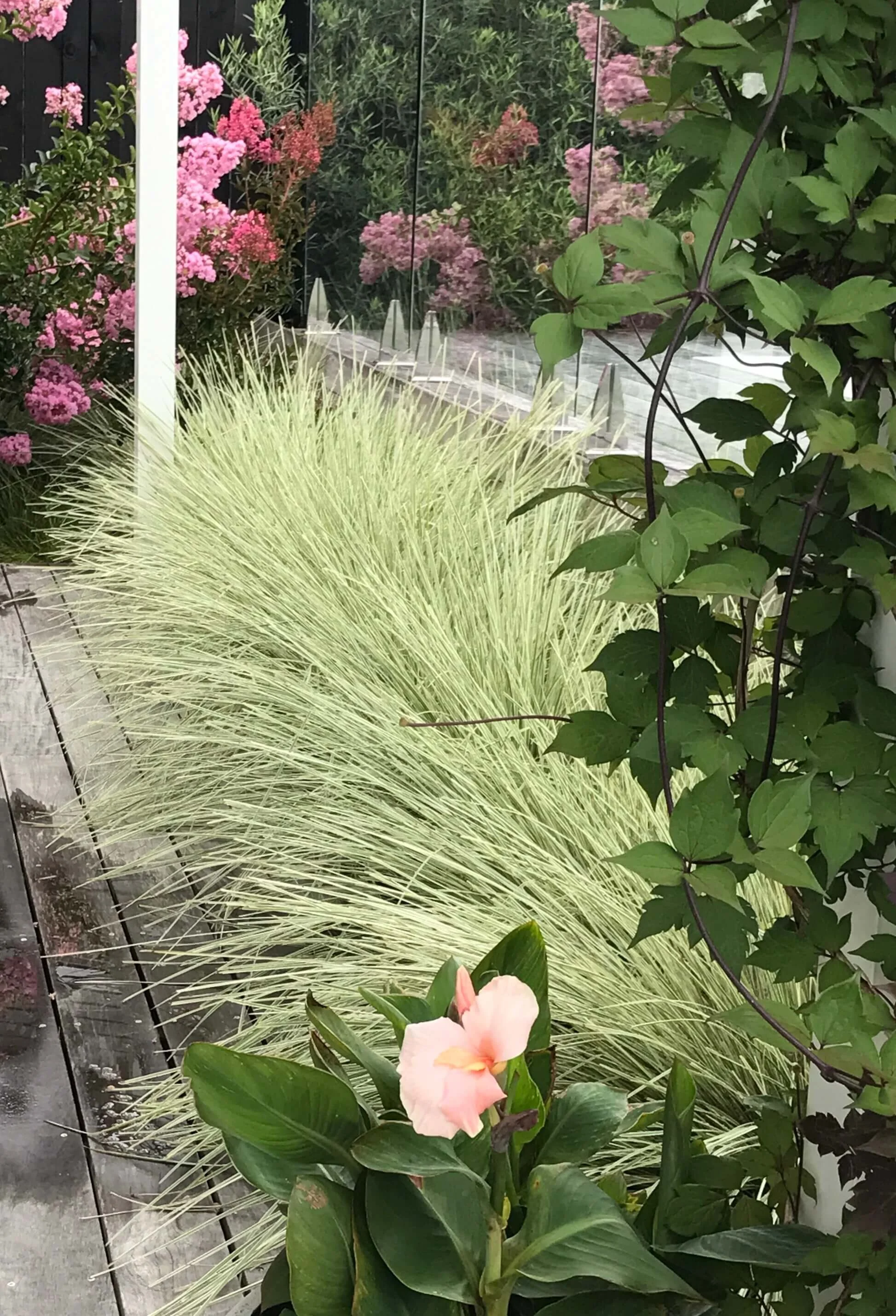 Lomandra white sands.jpg