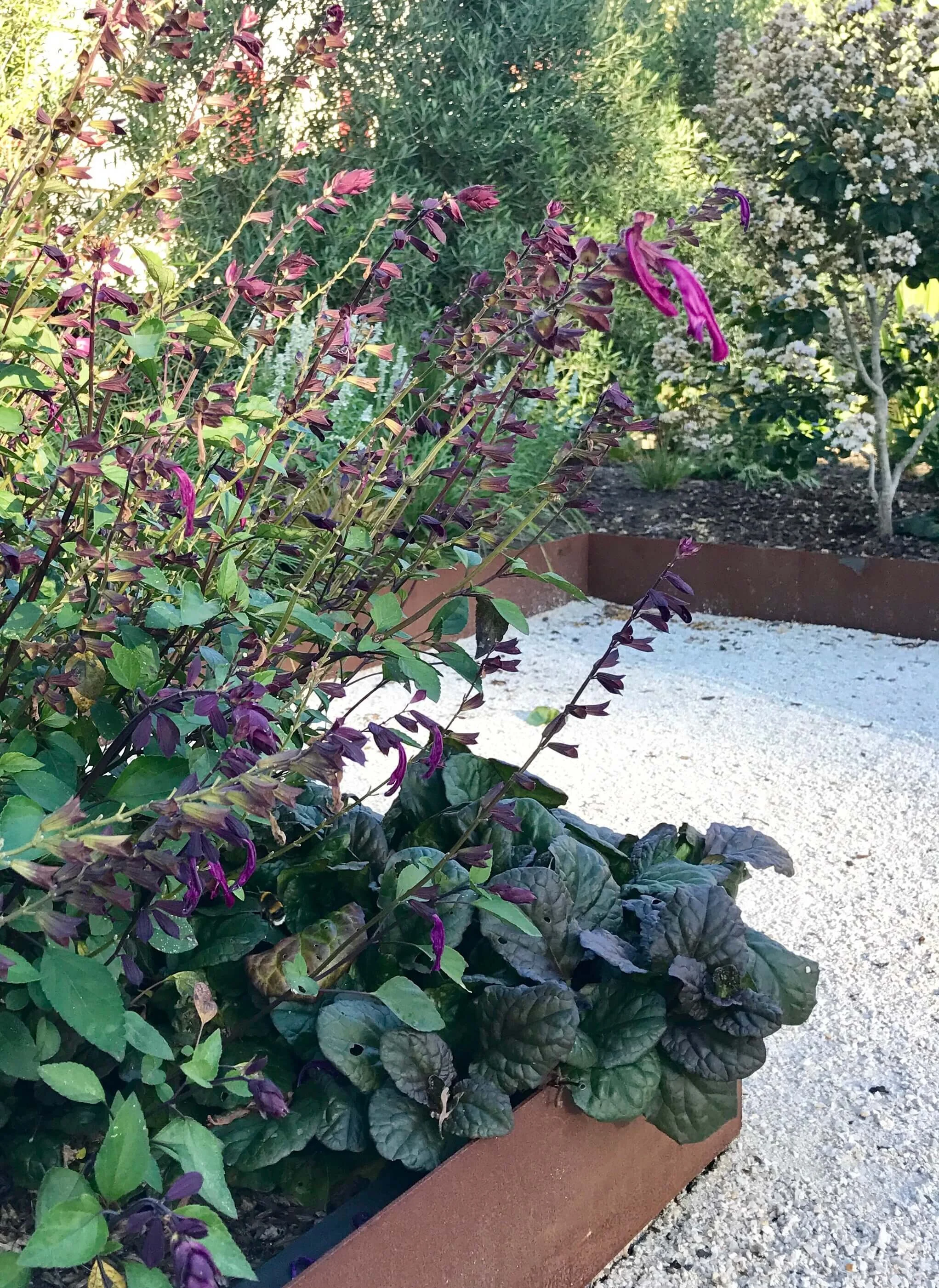 Salvia close up14.jpg