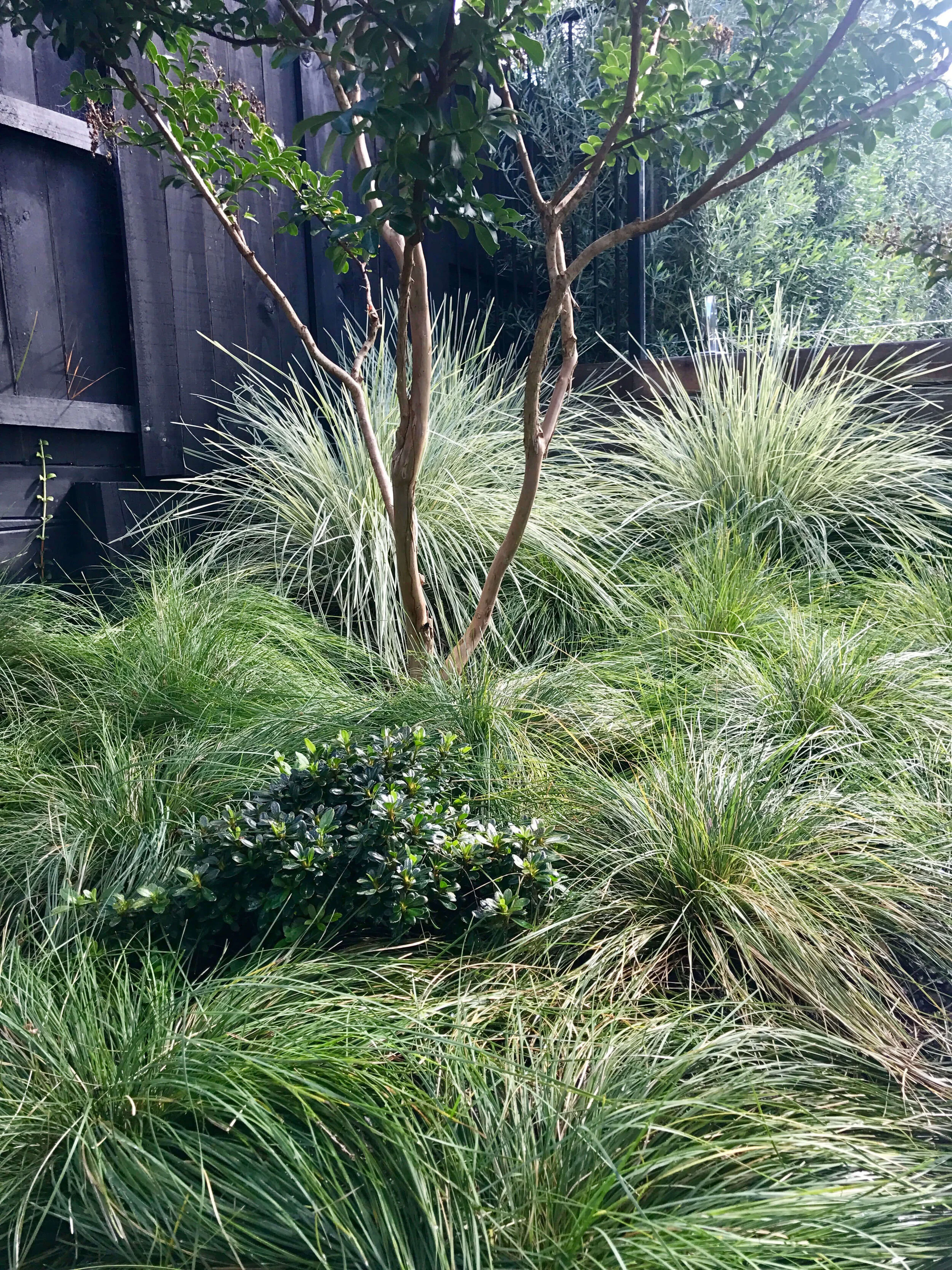 Low maintenance grasses, Lomandra ‘Evergreen Baby’ provide soft texture beneath a Crepe Myrtle shade tree.