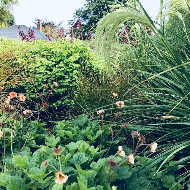Mixing it up with NZ native grass, Chionochloa flavicans and perennial, peach Geum
@aucklandgardendesignfest this weekend 10-4pm. 18 Gardens to view around Auckland.  This one in Orakei