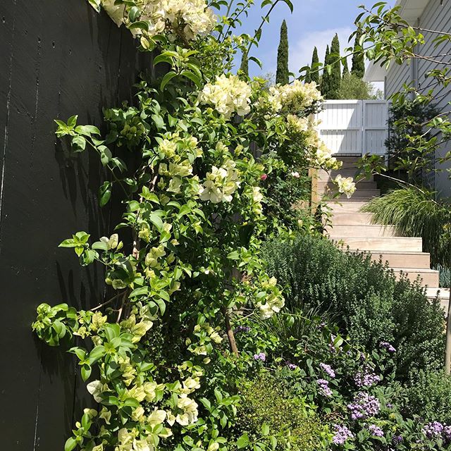 For all those people who asked what the Bougainvillea was @aucklandgardendesignfest  in Orakei it&rsquo;s from the Bambino Bougs range of compact bougainvillea#bougainvillea #aucklandgarden #aucklandlandscapedesign #aucklandgardendesigner