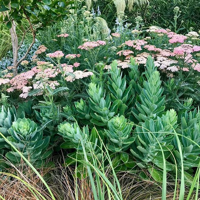 Achillea &amp; Sedum enjoying the distinct lack of rain this last month in Auckland#aucklandgardendesign#climatechange #gretathunberg#drouttolerant