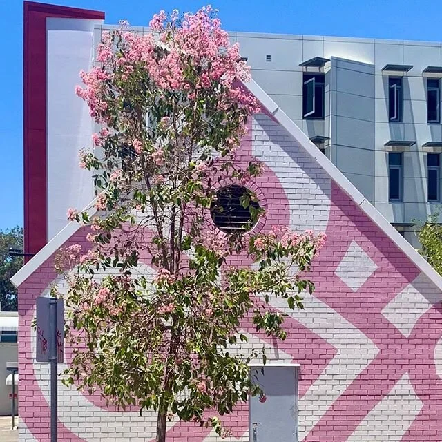 Fusing art architecture and nature#perth#floweringgum#urbangarden