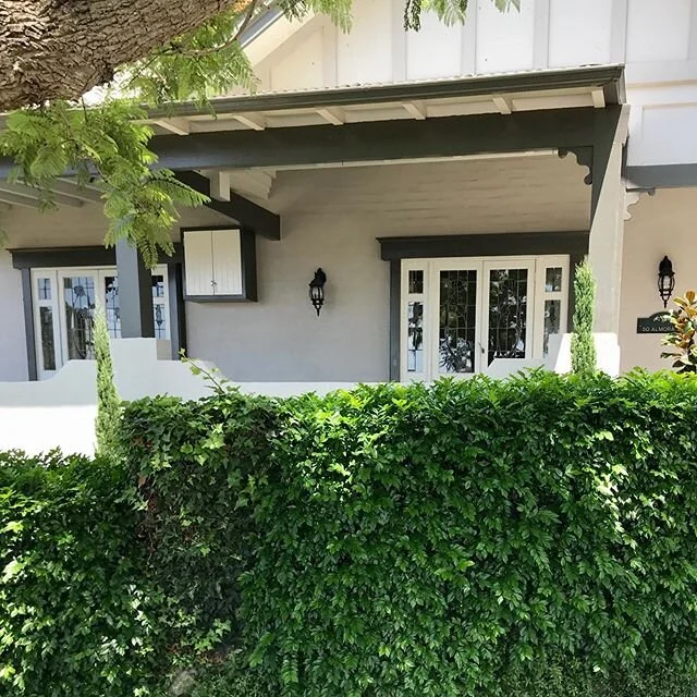 Murraya paniculata hedges are everywhere in Sydney for good reason. They&rsquo;re fast growing, have dense foliage and love hot weather! You can use them in Auckland too. Just give full sun, good drainage and yours could look like these!🌿🌿🌿#aucklandgardendesigner#aucklandgarden#murrayapaniculata