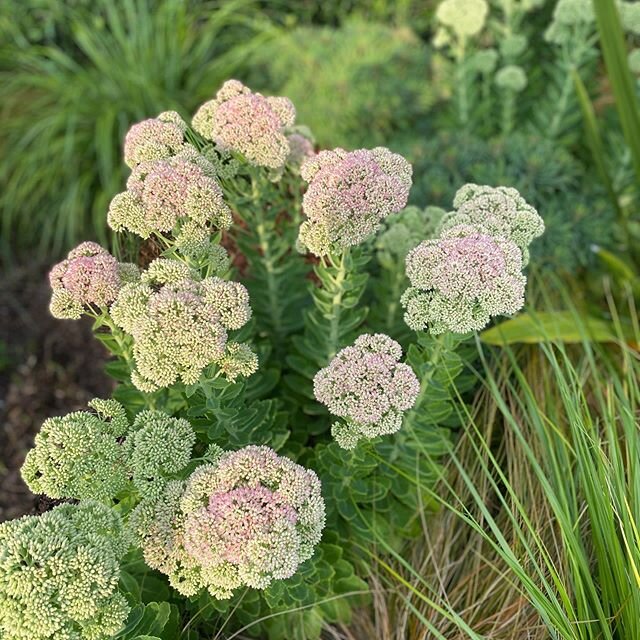 Just starting to turn🌸#sedumautumnjoy 
#aucklandgarden