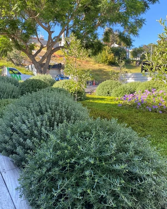 A little trim late Summer ✂️ #aucklandgarden
#westringia
