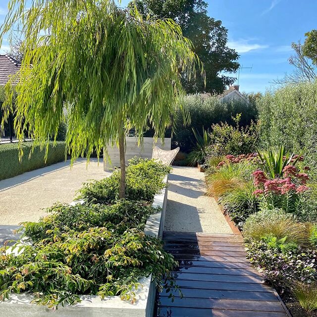 Luck to have sunny weather for lockdown but we do need some rain! You&rsquo;ll notice the tree, Agonis flexuosa flourishes despite the drought we&rsquo;re experiencing.
Garden designed by me 
Concrete planter by @secondnaturegardenslimited 
#aucklandgarden 
#aucklandlandscapedesign 
#aucklandgardens 
#aucklandlandscapedesigner