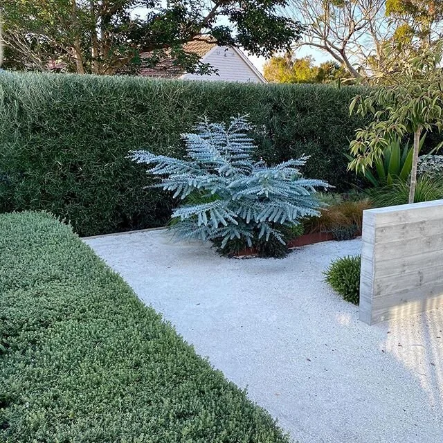 Sun goes down on last day of level 4! Not much has escaped being trimmed🌳
#aucklandlandscapedesign 
#aucklandgardens