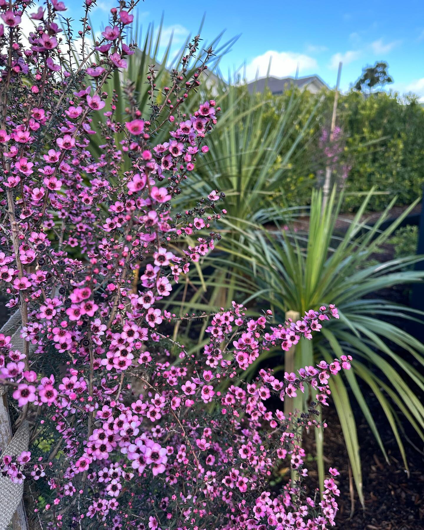 Leptospermum &lsquo;Wiri Shelley&rsquo;planted a few months ago by @featurelandscapes never seems to stop flowering even in winter with a huge amount of rain in difficult soil conditions 🌸🌧️
A great compact Manuka 2m by 1.5m wide bred by Jack Hobbs