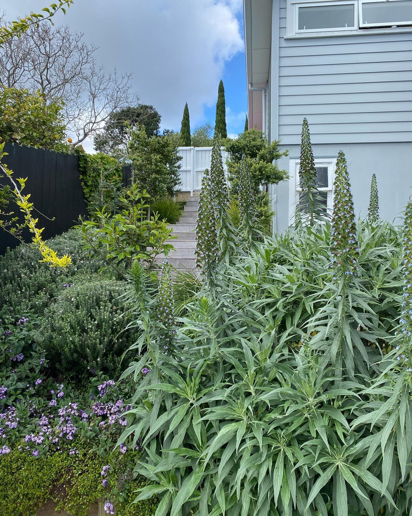 The strong form of Echium &lsquo;Pride of Madeira&rsquo; is echoed behind in my neighbours garden with pencil pines. Like to say I planned it that way😉
