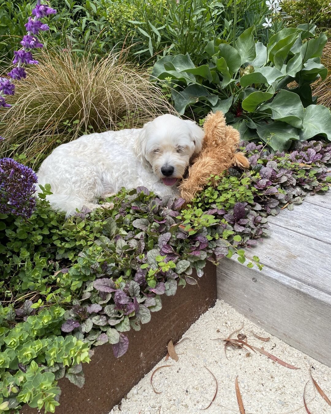 He knows all the best places in my garden🥰