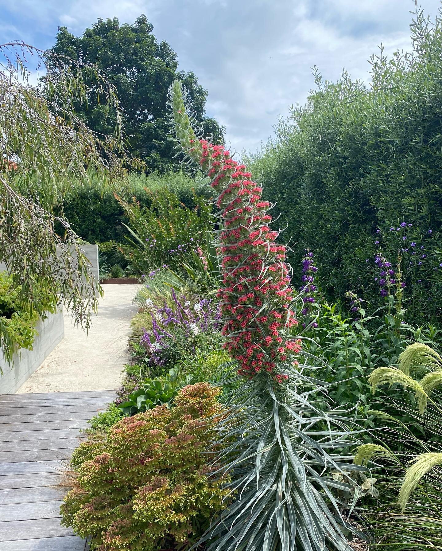 Echium wildpretii 
Pretty spectacular despite the kink at the top. I think the soil was too soft which is why it fell over. Still worth the two year wait!
