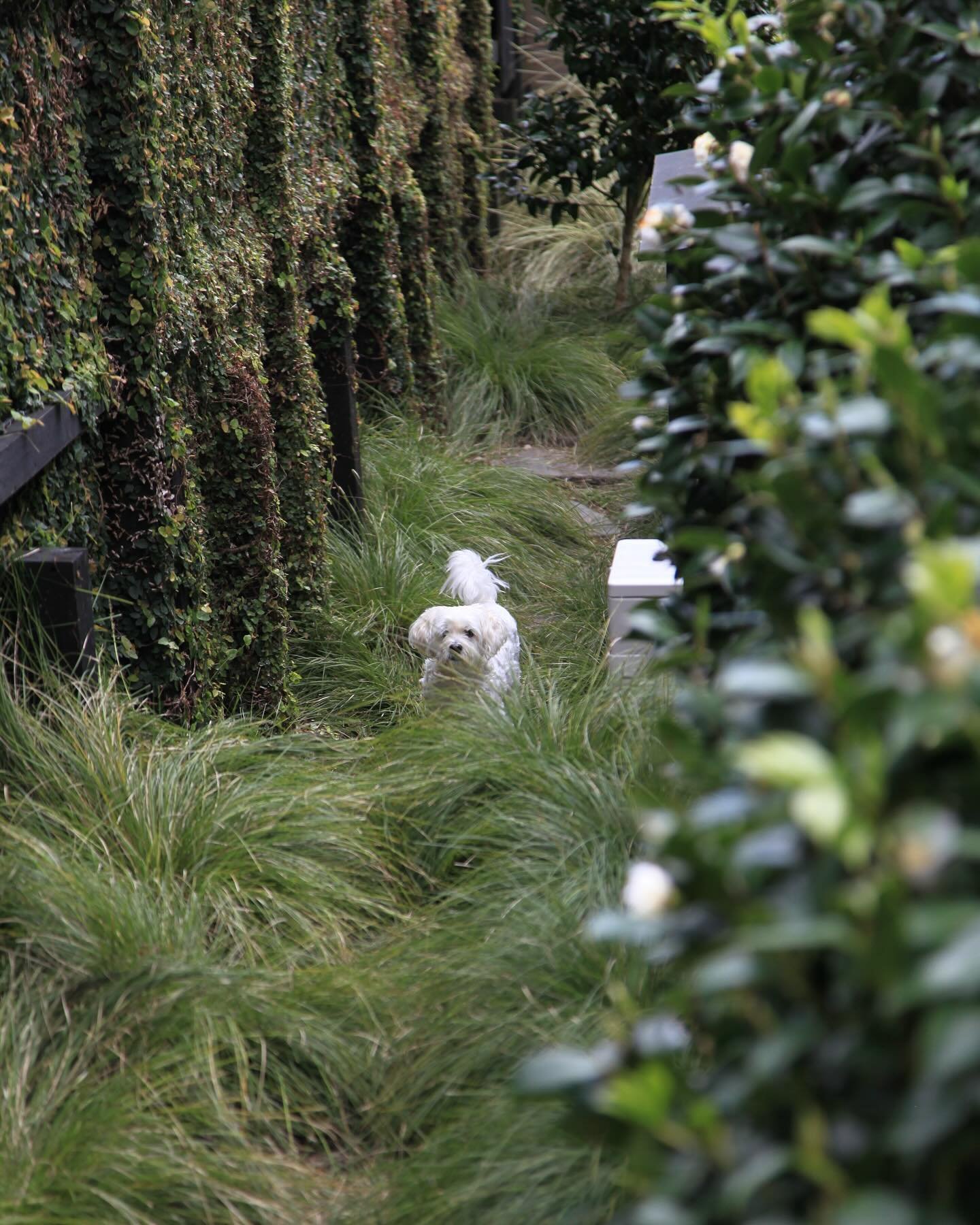 Step into Monty&rsquo;s 🐶 garden this weekend as part of the Auckland Garden Design Fest 

📆 Nov 23 -24 | ⏰ 10 - 4 PM
🌸 Explore 20 professionally designed gardens
🎟️ Tickets through @aucklandgardendesignfest or at the gardens 
💚 All proceeds go 