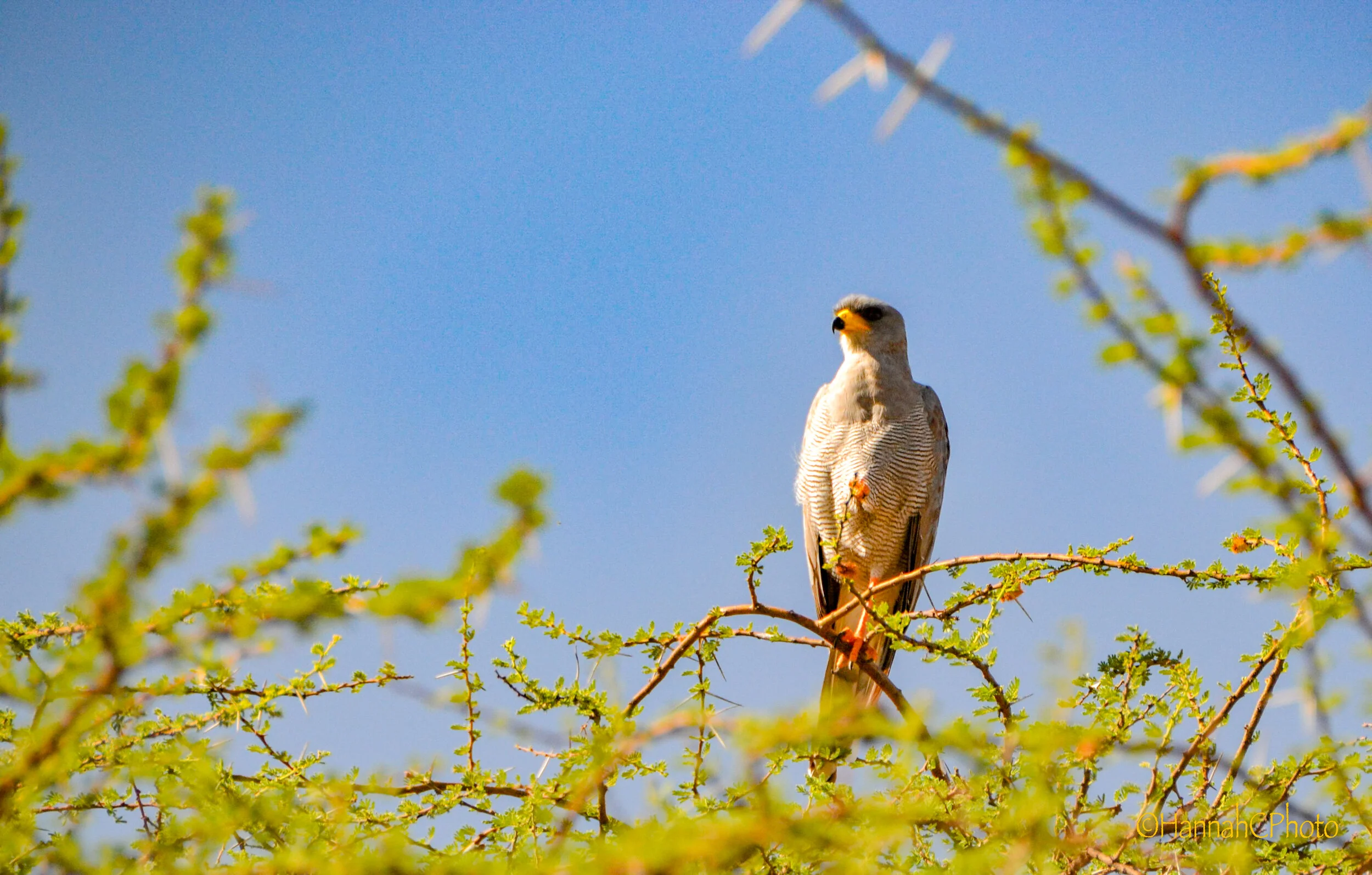 samburu hawk-2.jpg