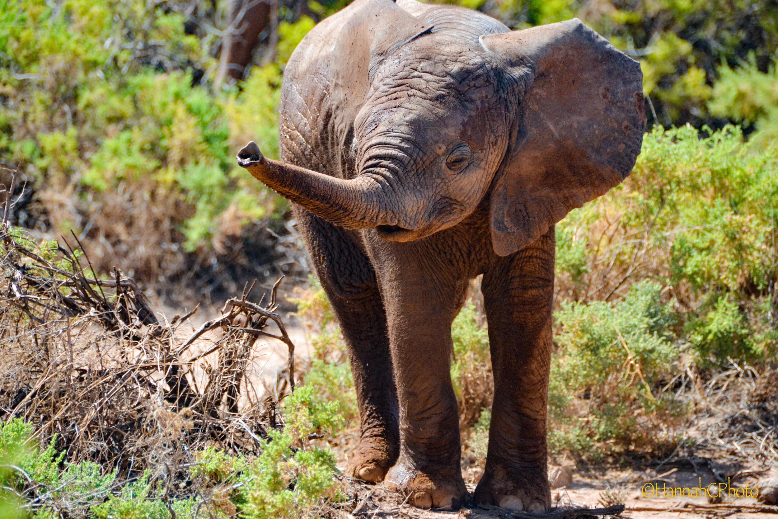 samburu baby elephant 2-2.jpg