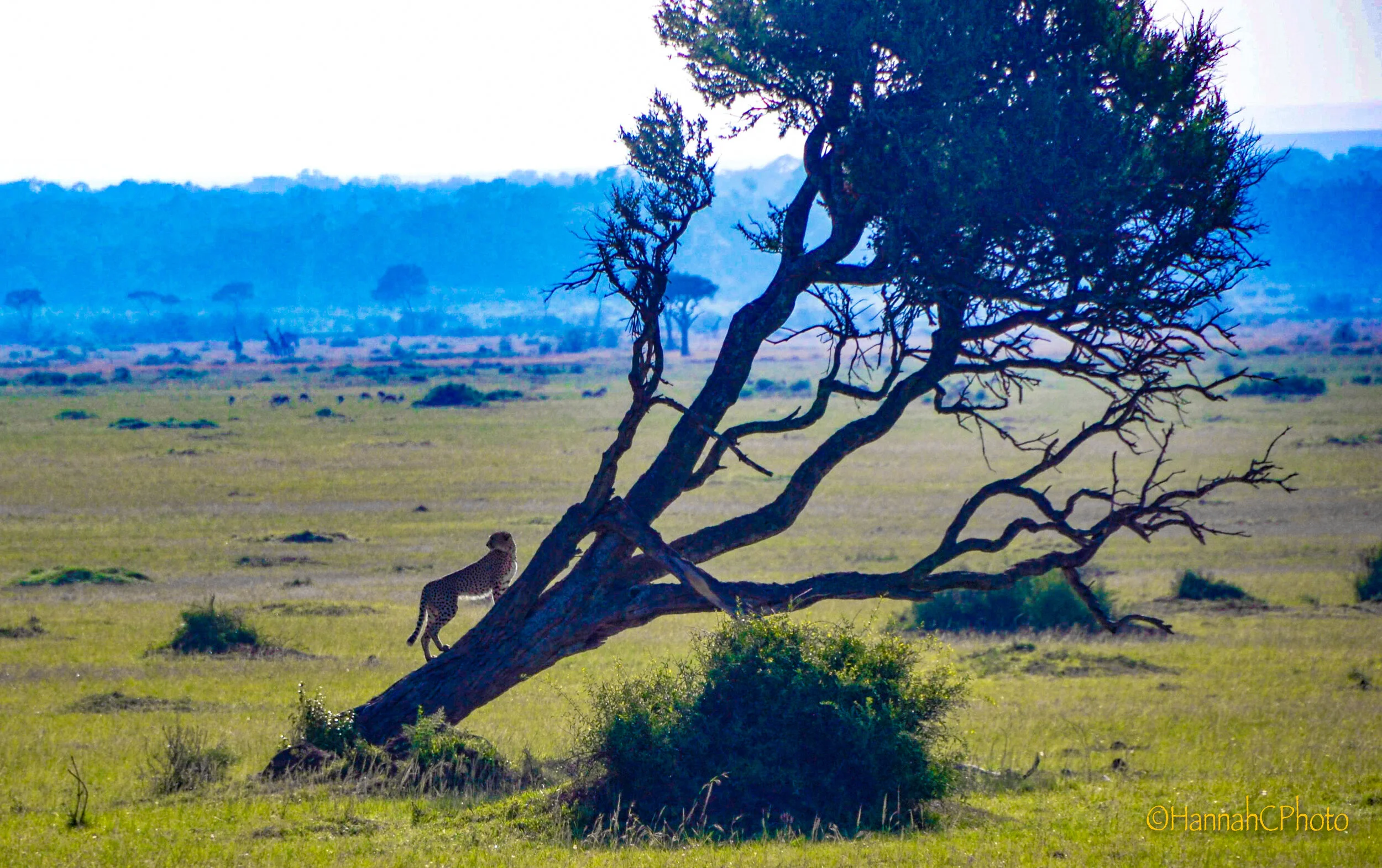 masai cheetah on tree-2.jpg