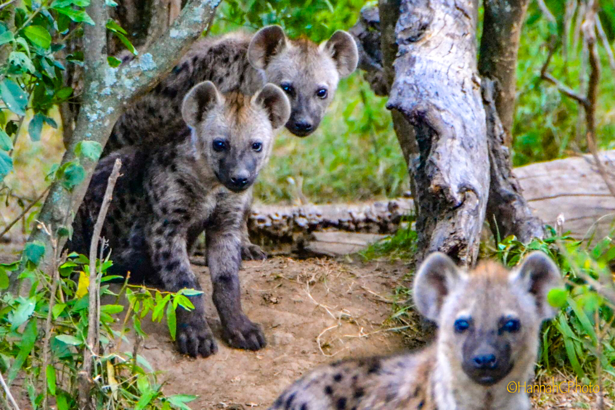 masai baby hyenas 5-2.jpg