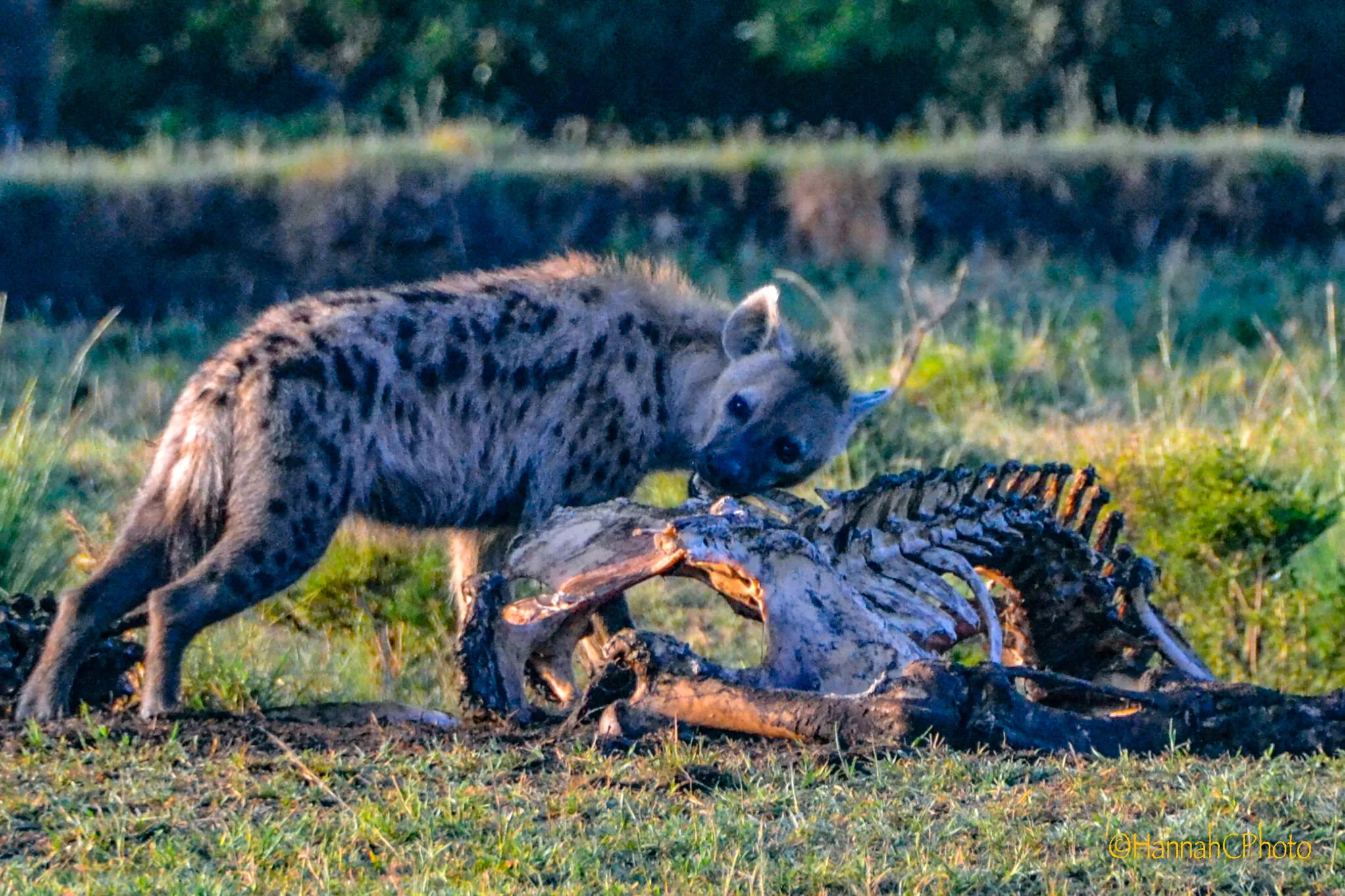 Hyena and Hippo Skeleton