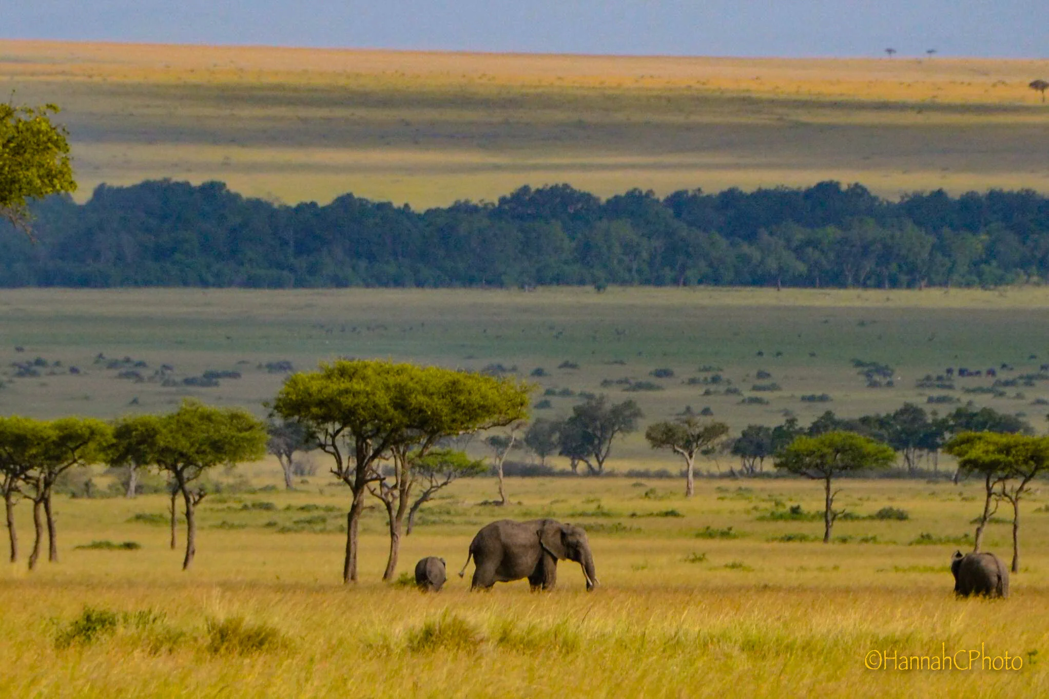masai elephants 3-2.jpg