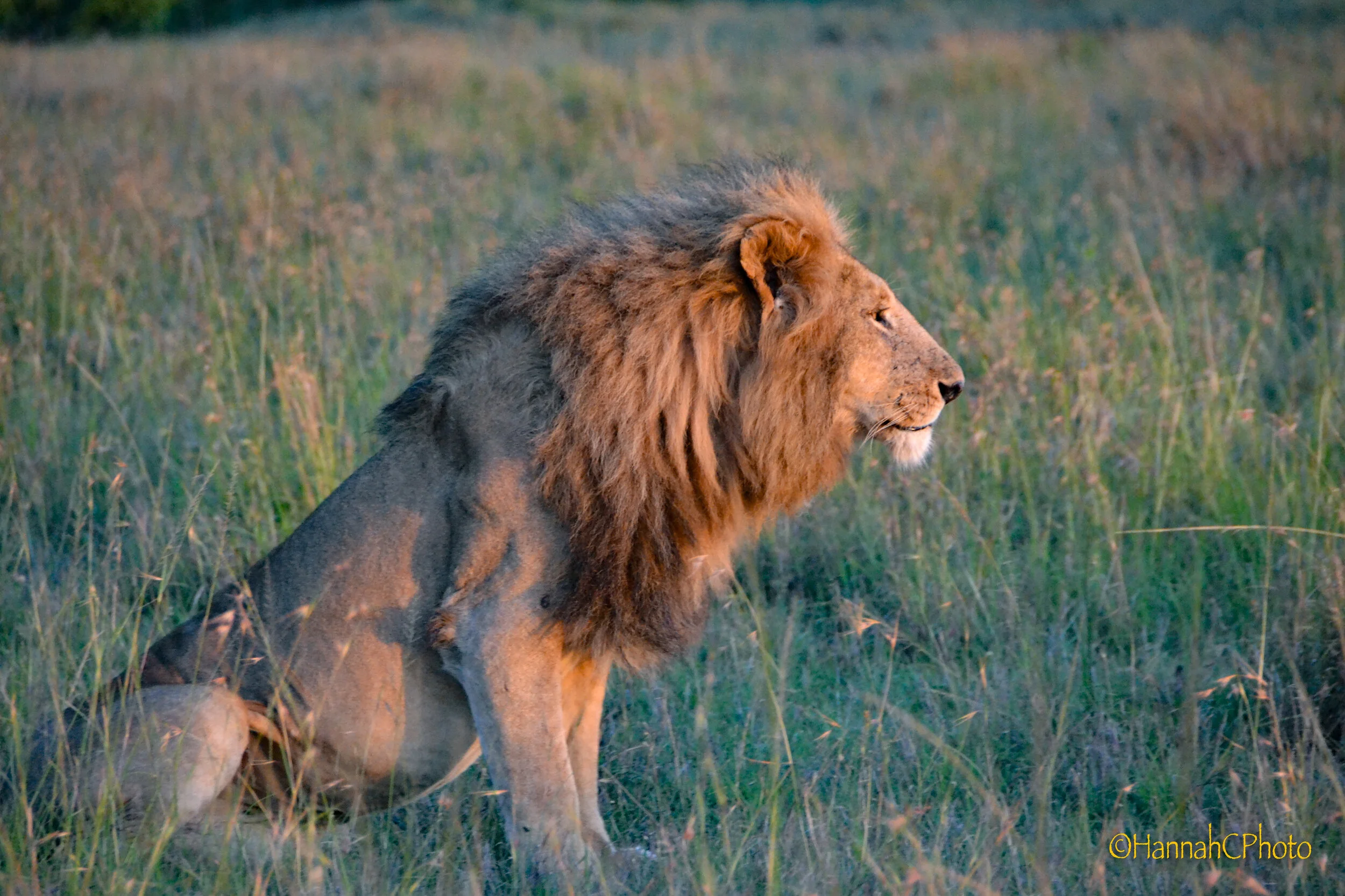 masai lion at sunrise 6.jpg