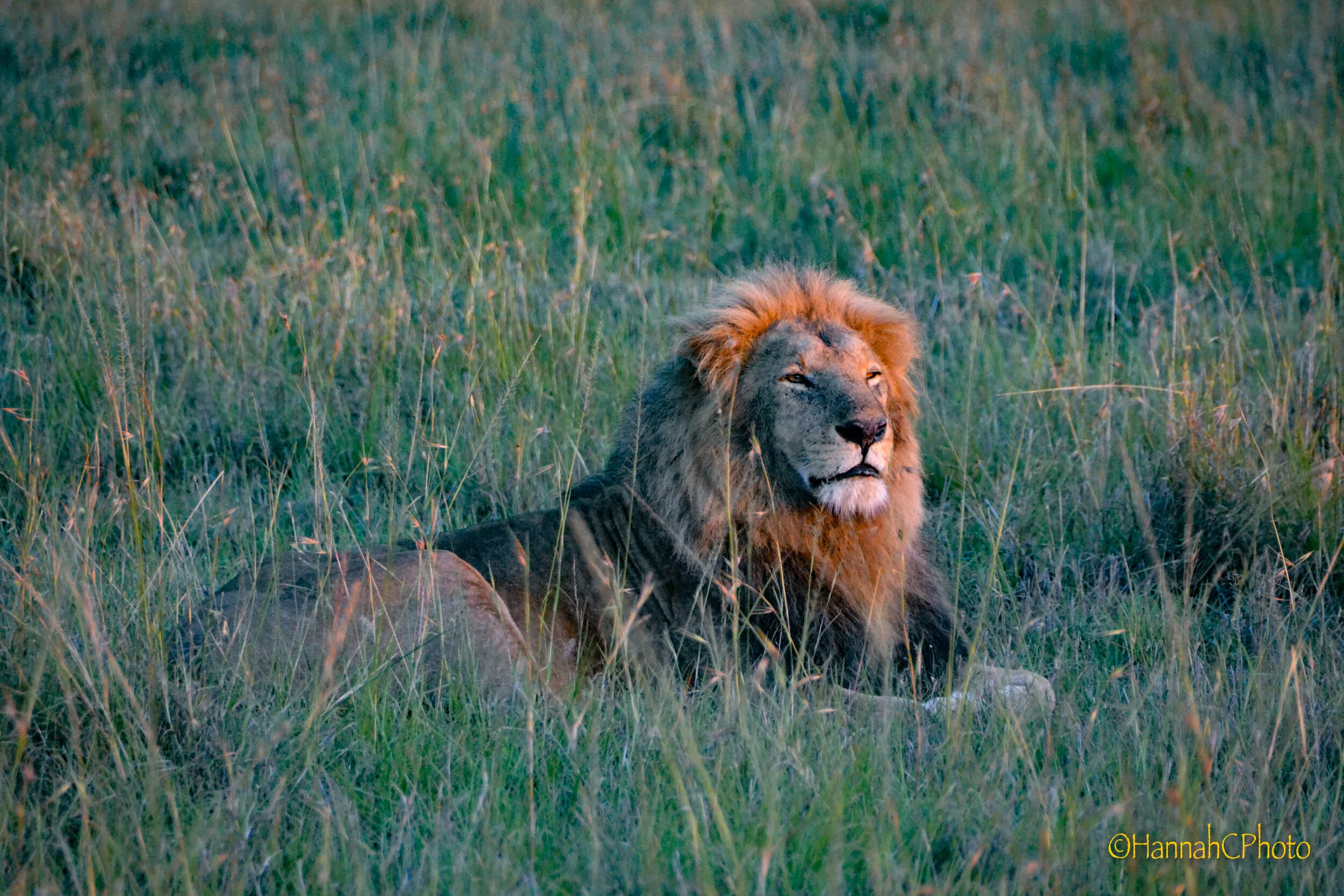 masai lion at sunrise 9.jpg