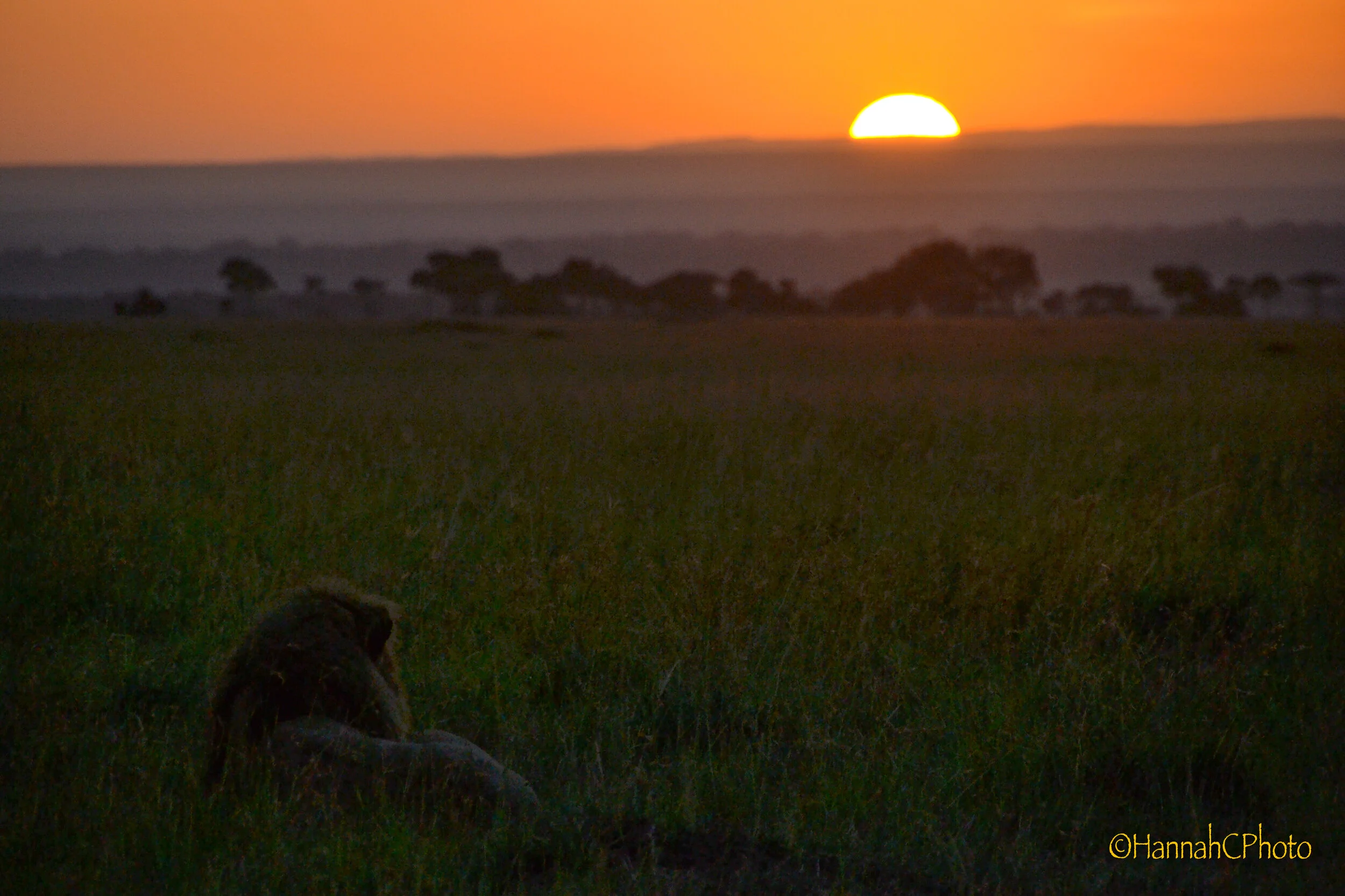 masai lion at sunrise.jpg