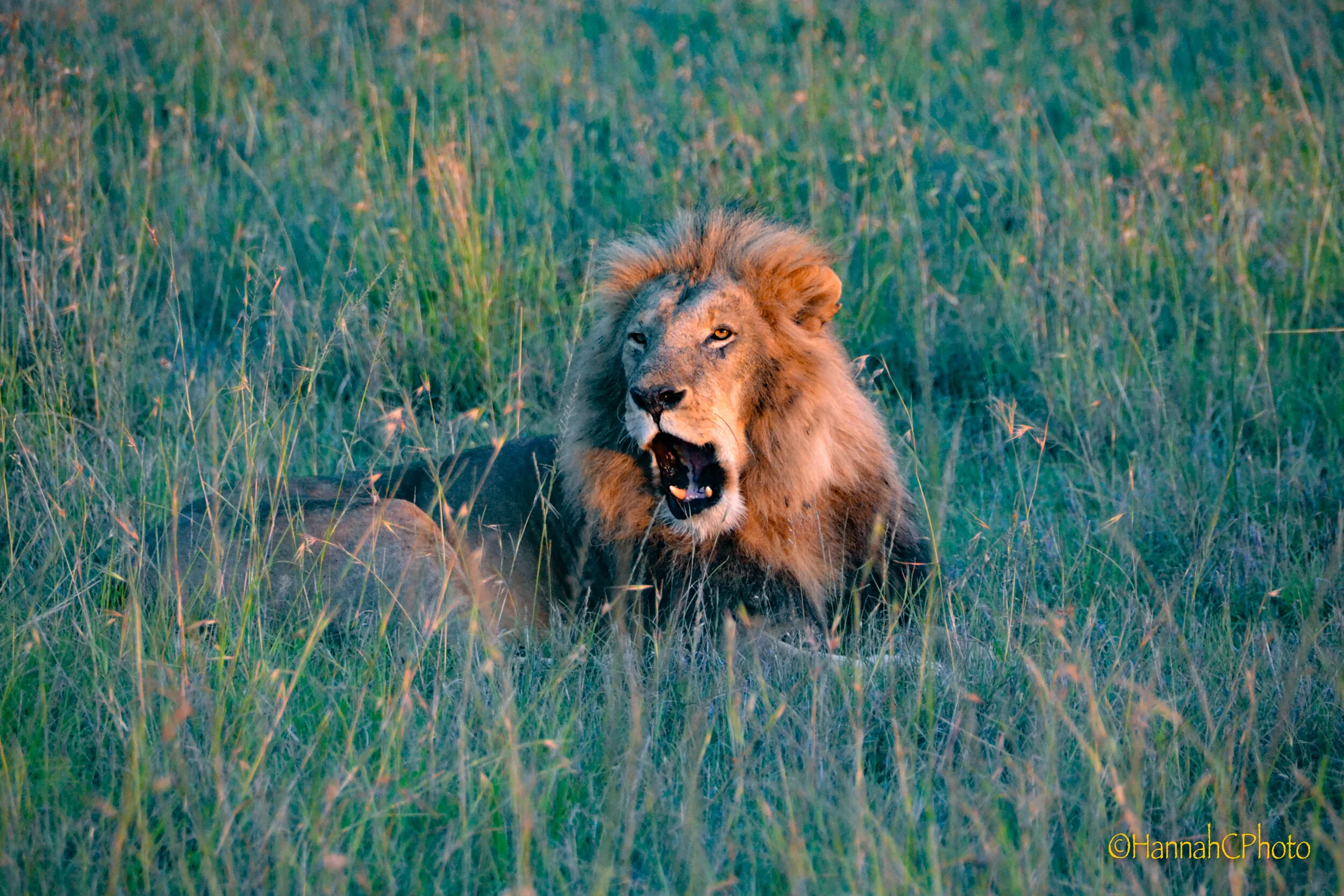 masai lion at sunrise 5.jpg