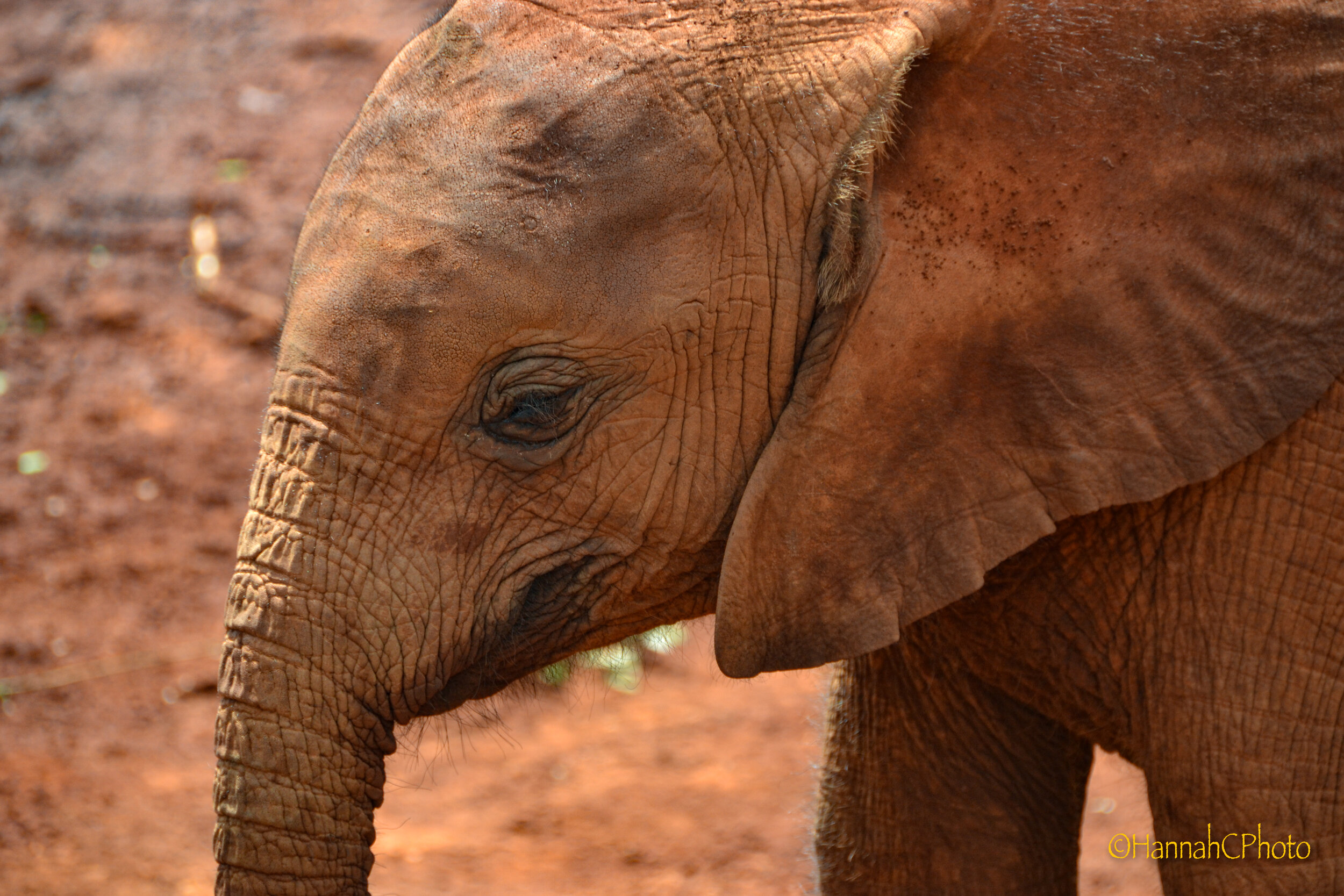 nairobi orphaned elephant home 7.jpg