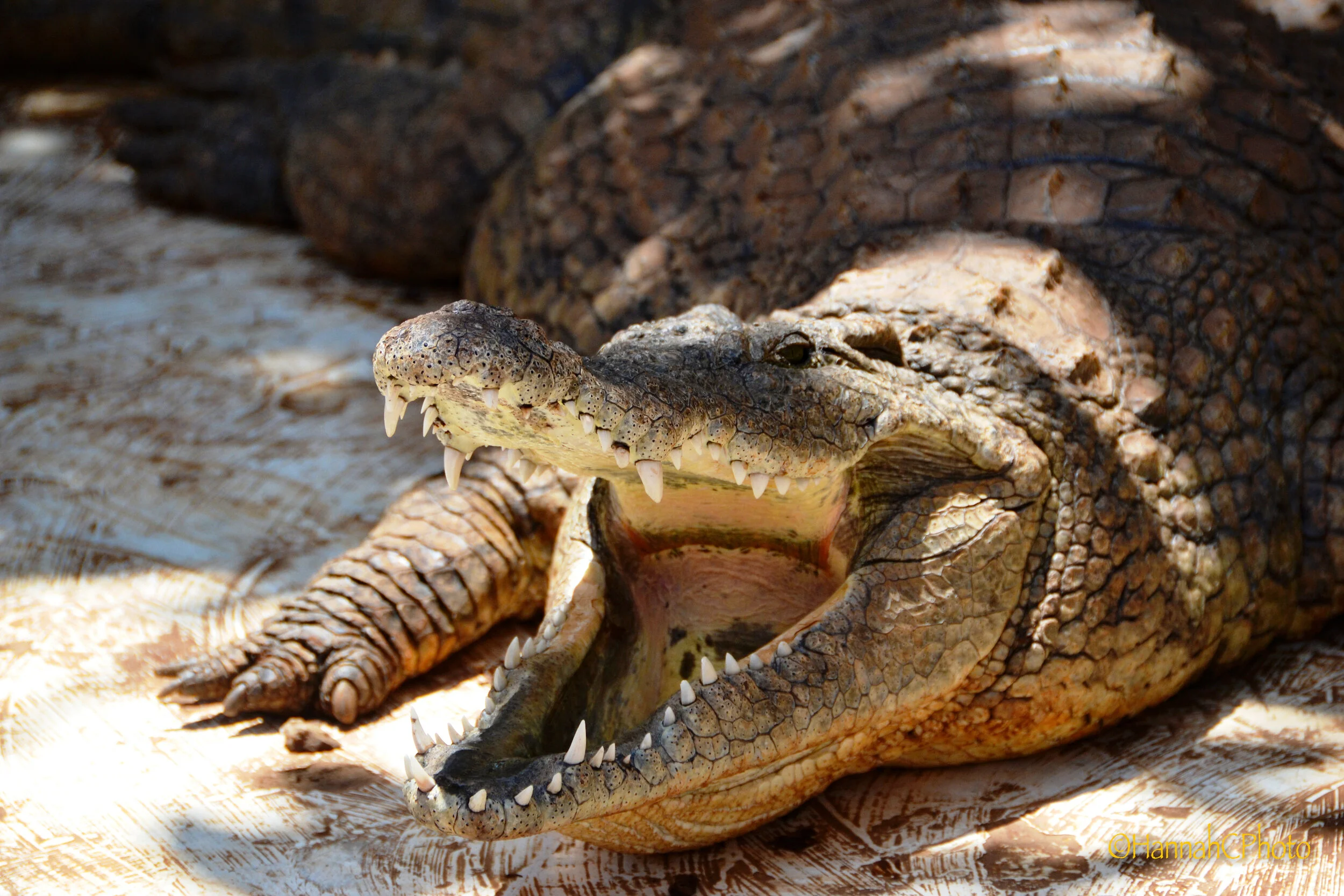 nairobi croccodile habitat big mama.jpg