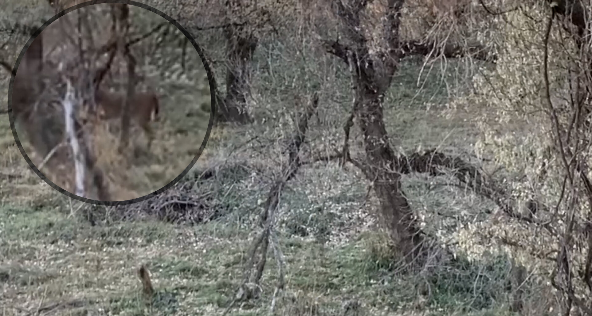 The difficult shot I was presented with at 35 yards