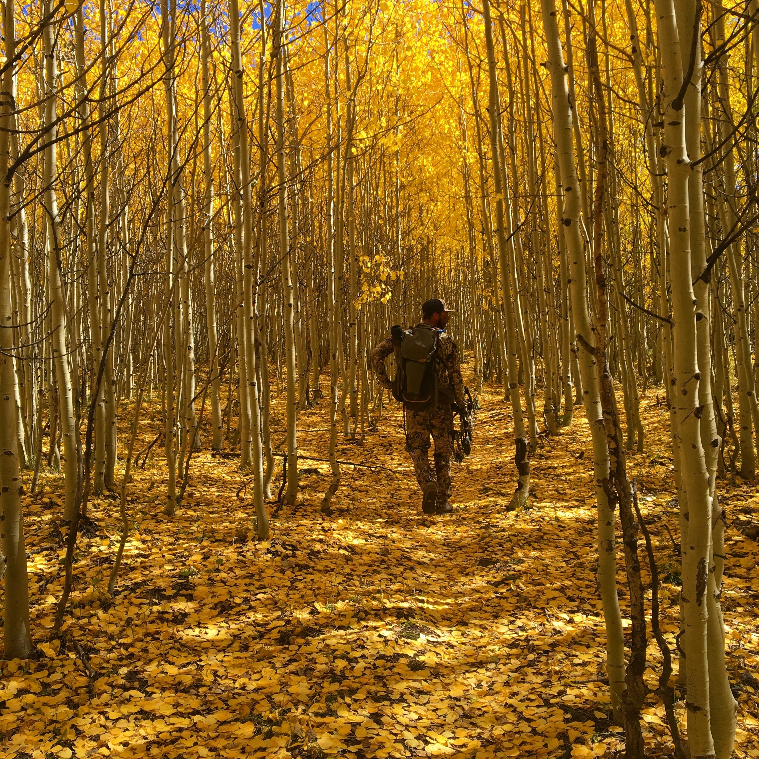 The “aspen trail”