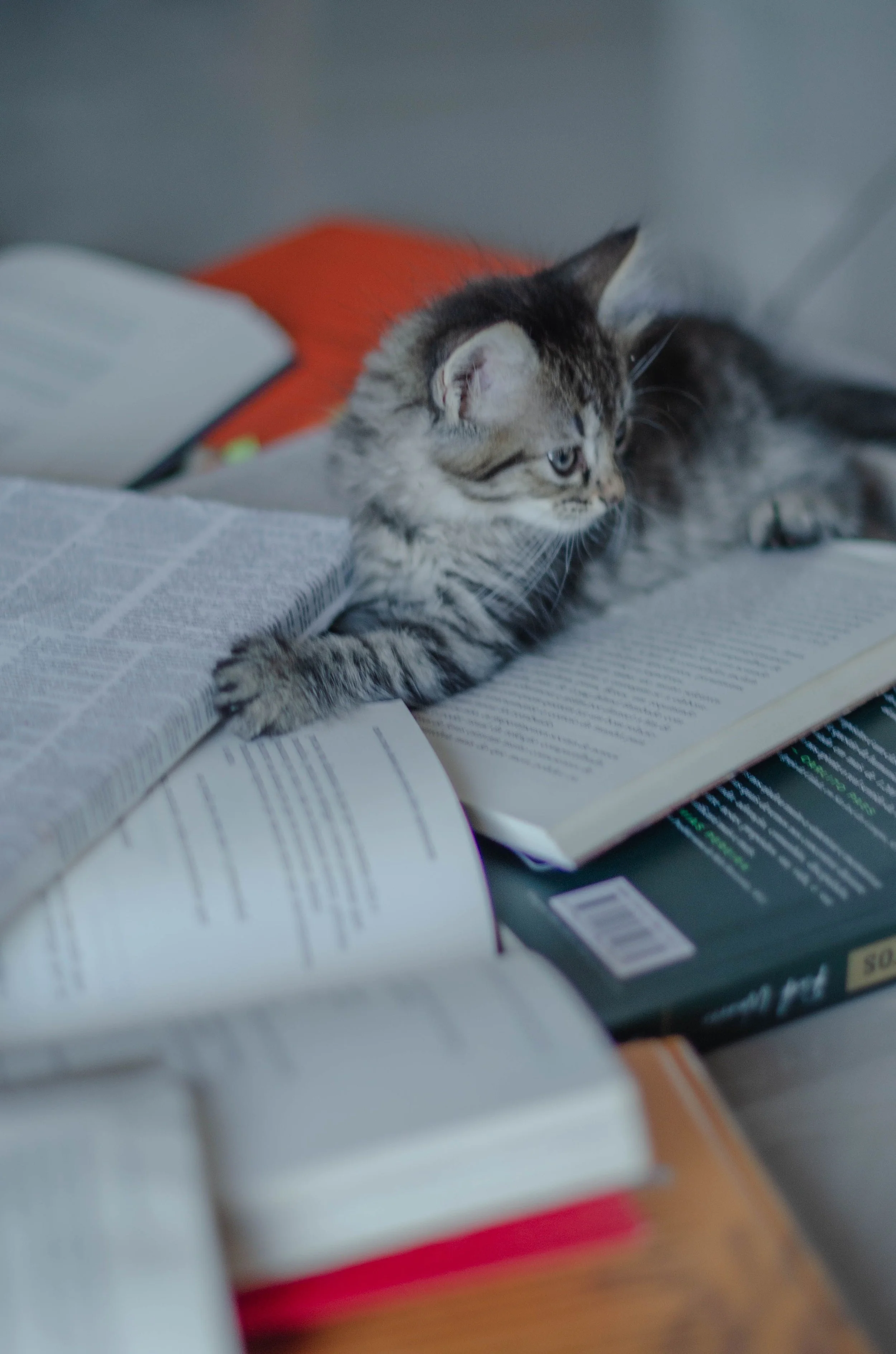 Pets welcome when you meet with us virtually