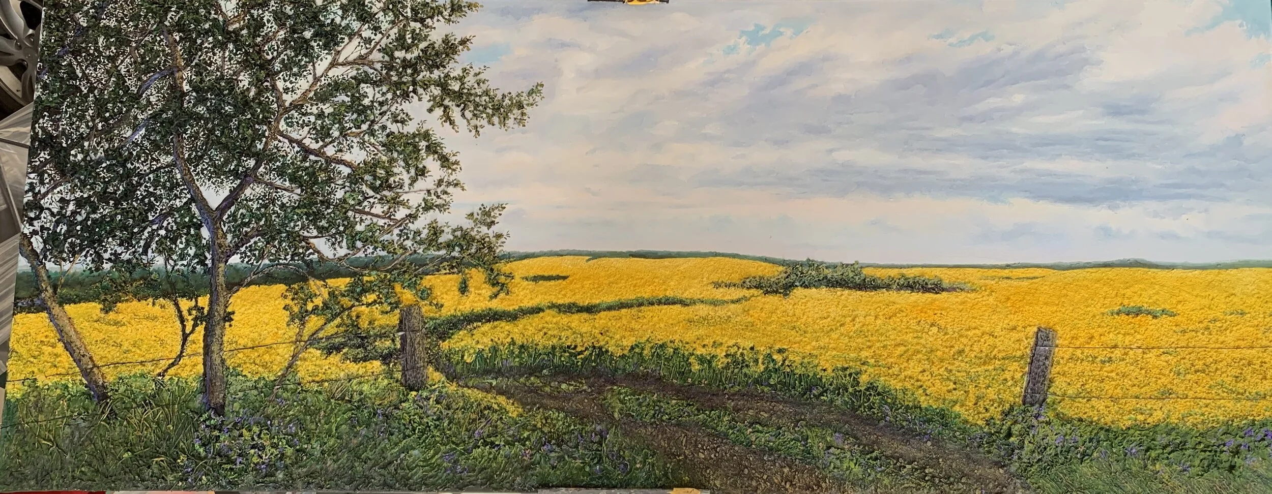 Viking- Yellow Canola Fields 