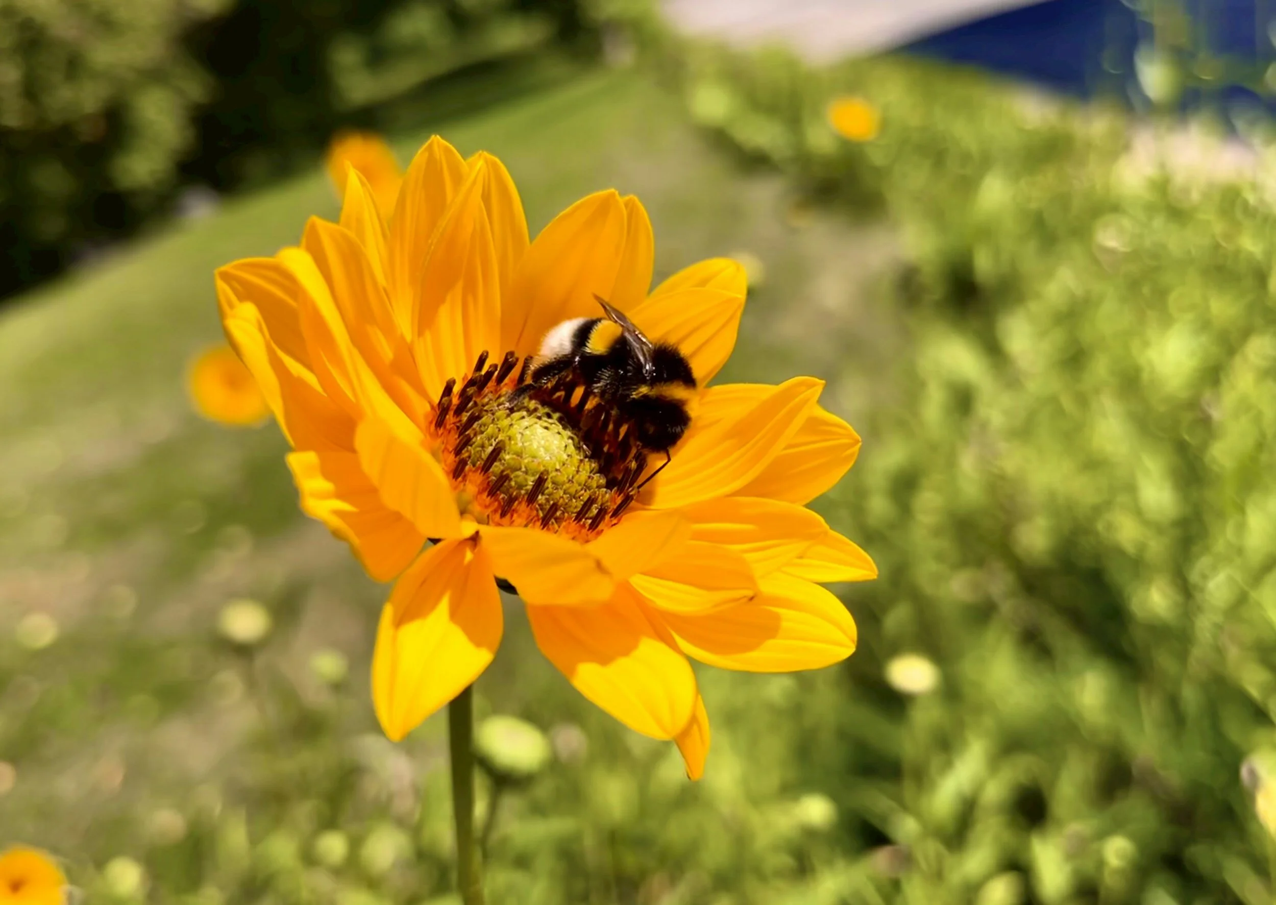 How To Build A Pollinator Garden