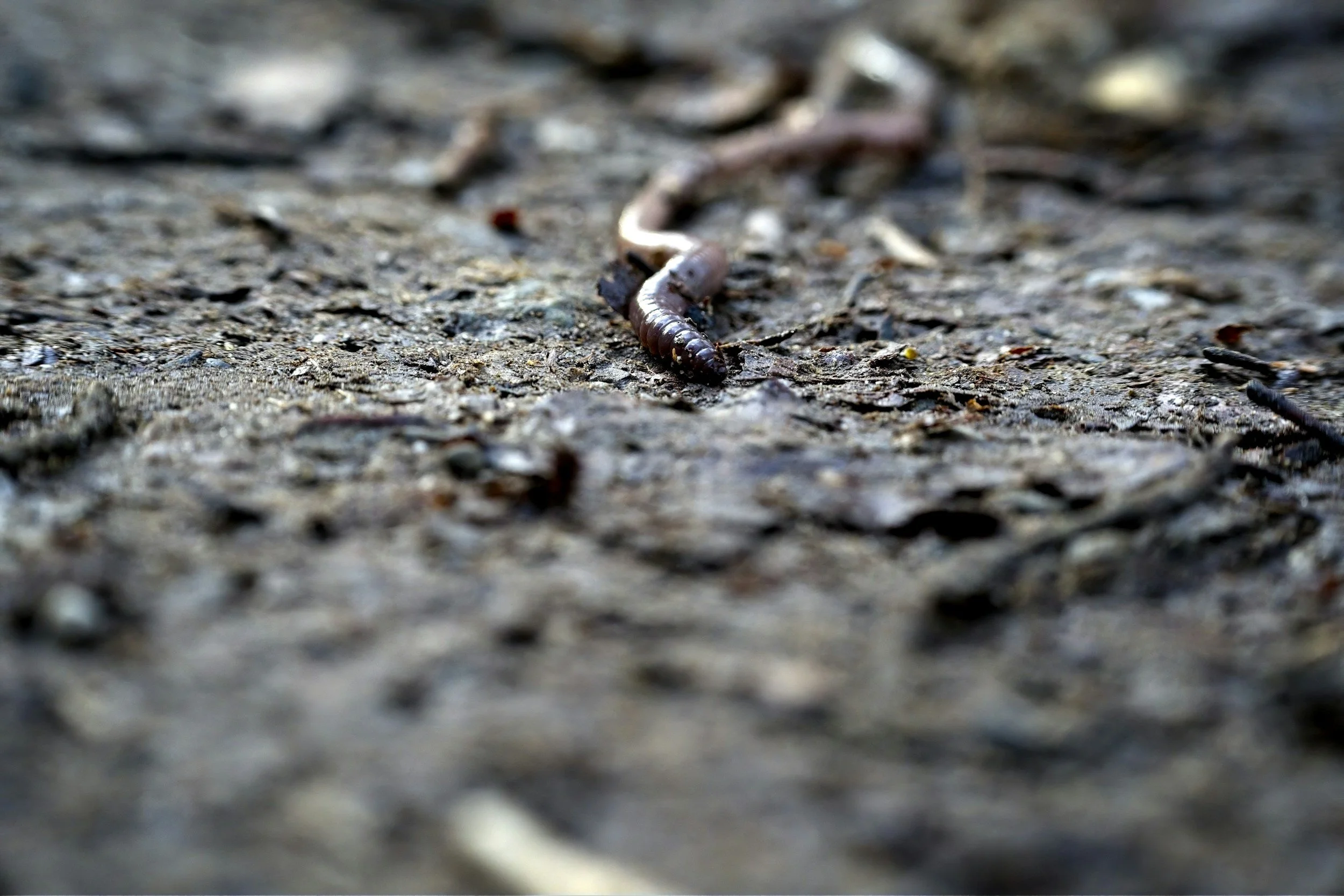 Your Worm Casting Deep Dive: Learn About Worms & More.